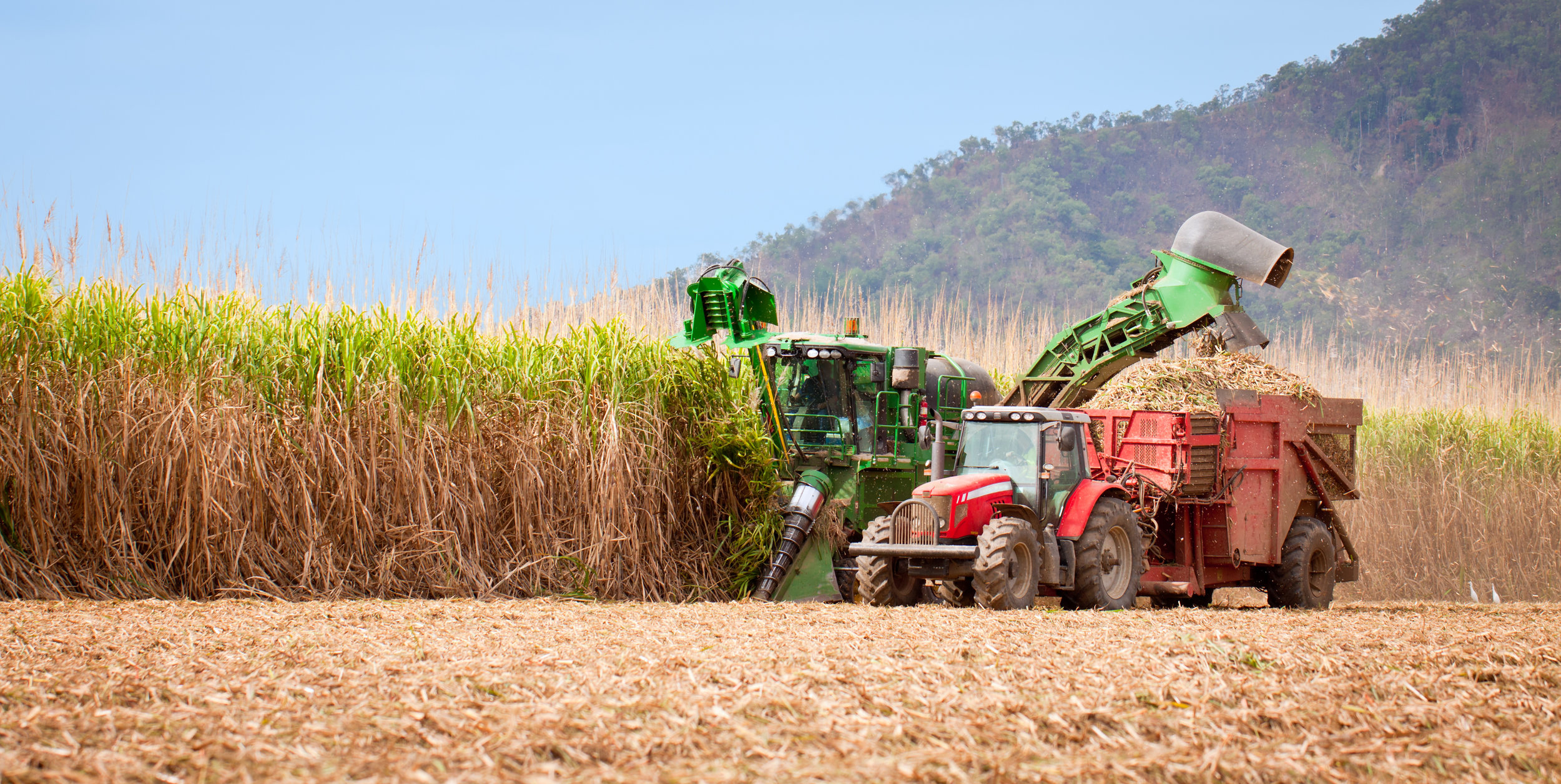 #1 Plant: Sugar , 1.8BN Metric Tons