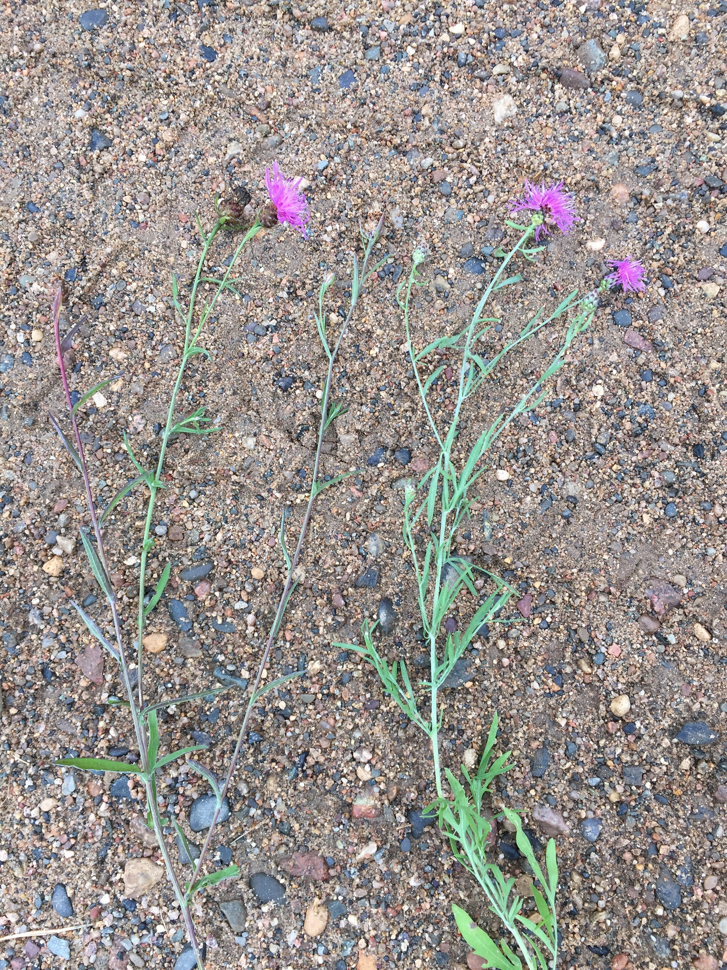 Brown and Spotted knapweed