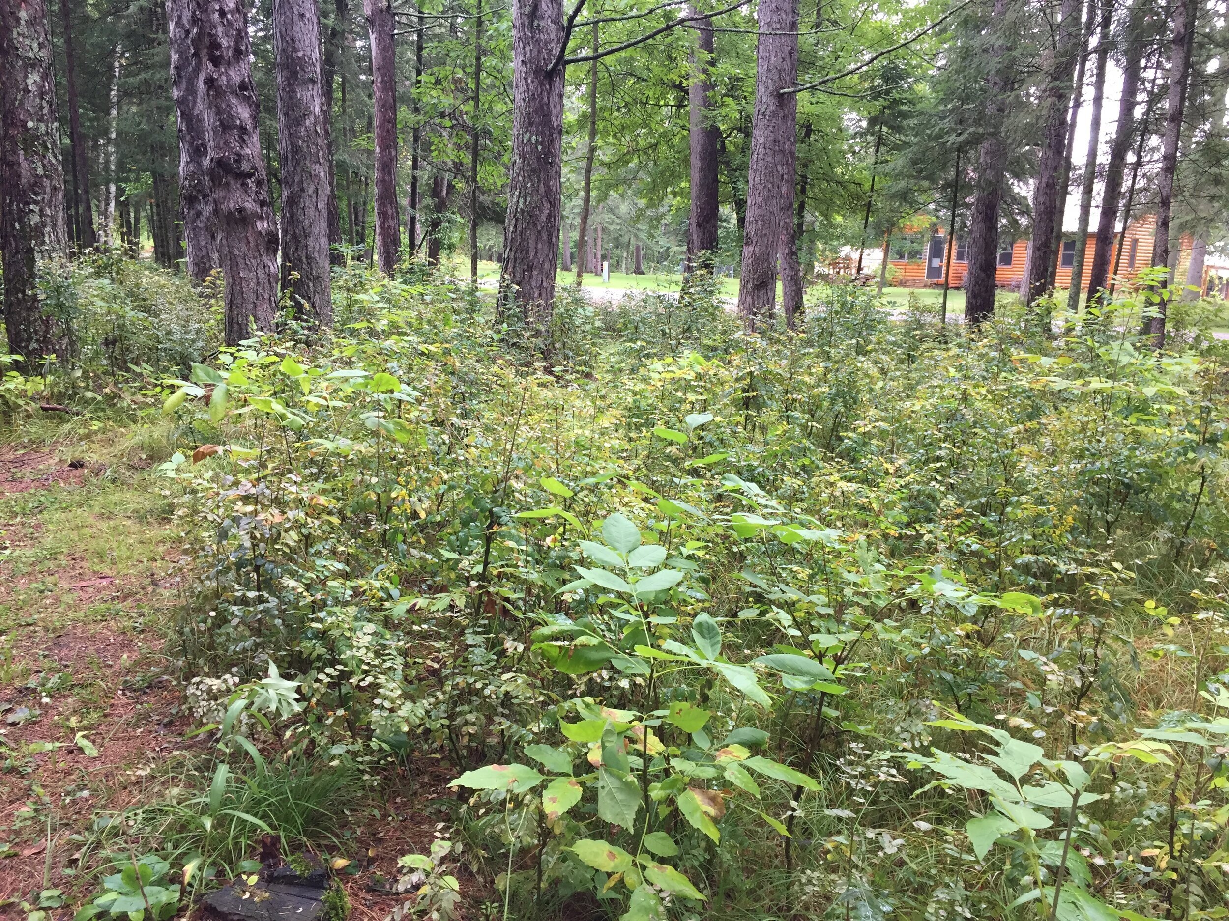 Sibearian Pea Shrub Infestation