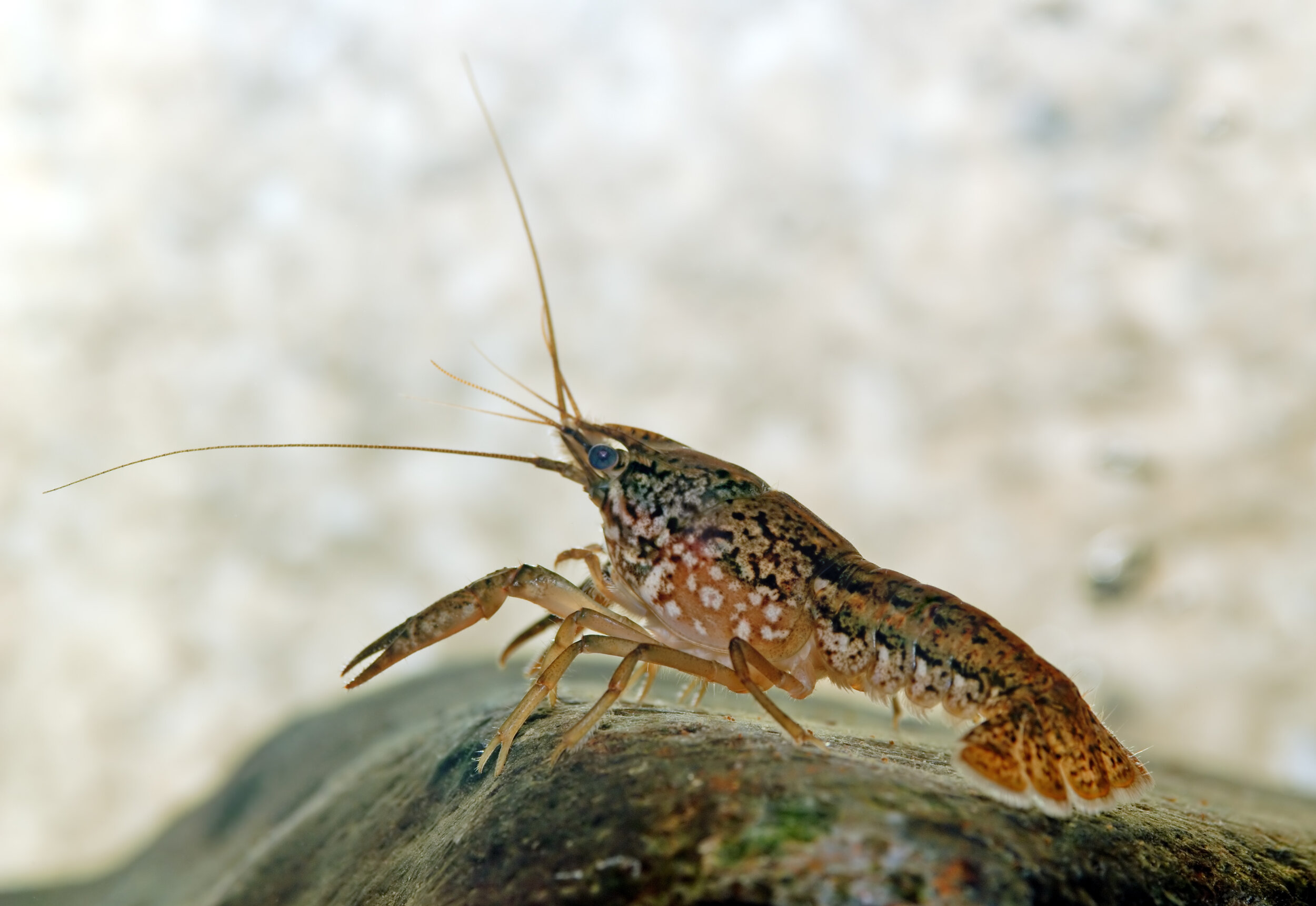 Marbled Crayfish