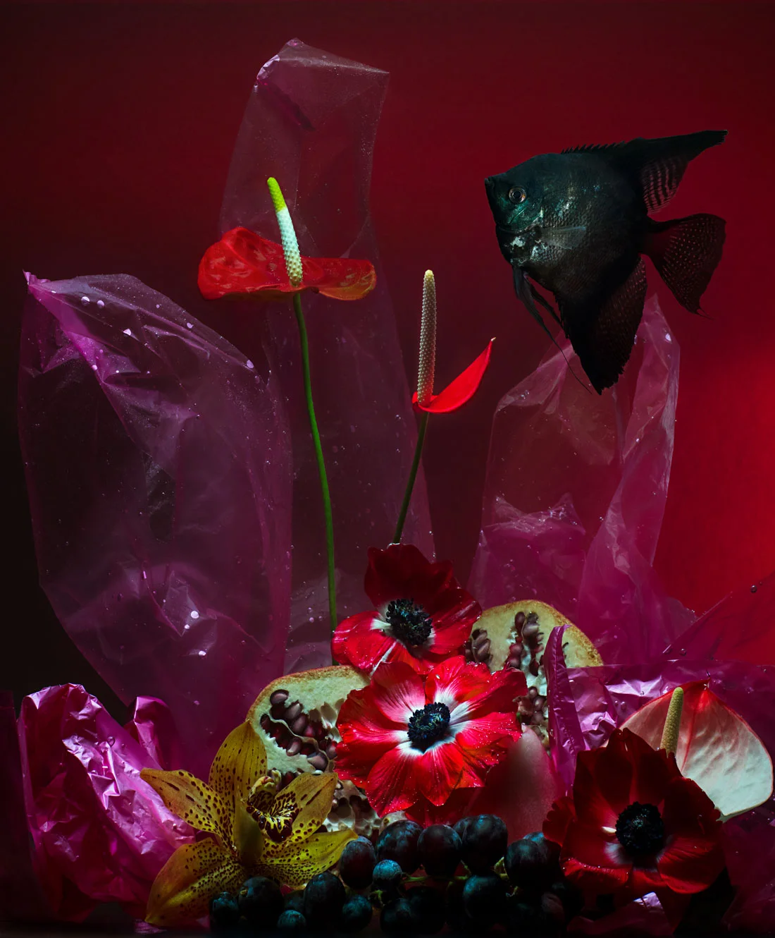 Little Universe , Lilli Waters, 2017 from the series Plastic Fish