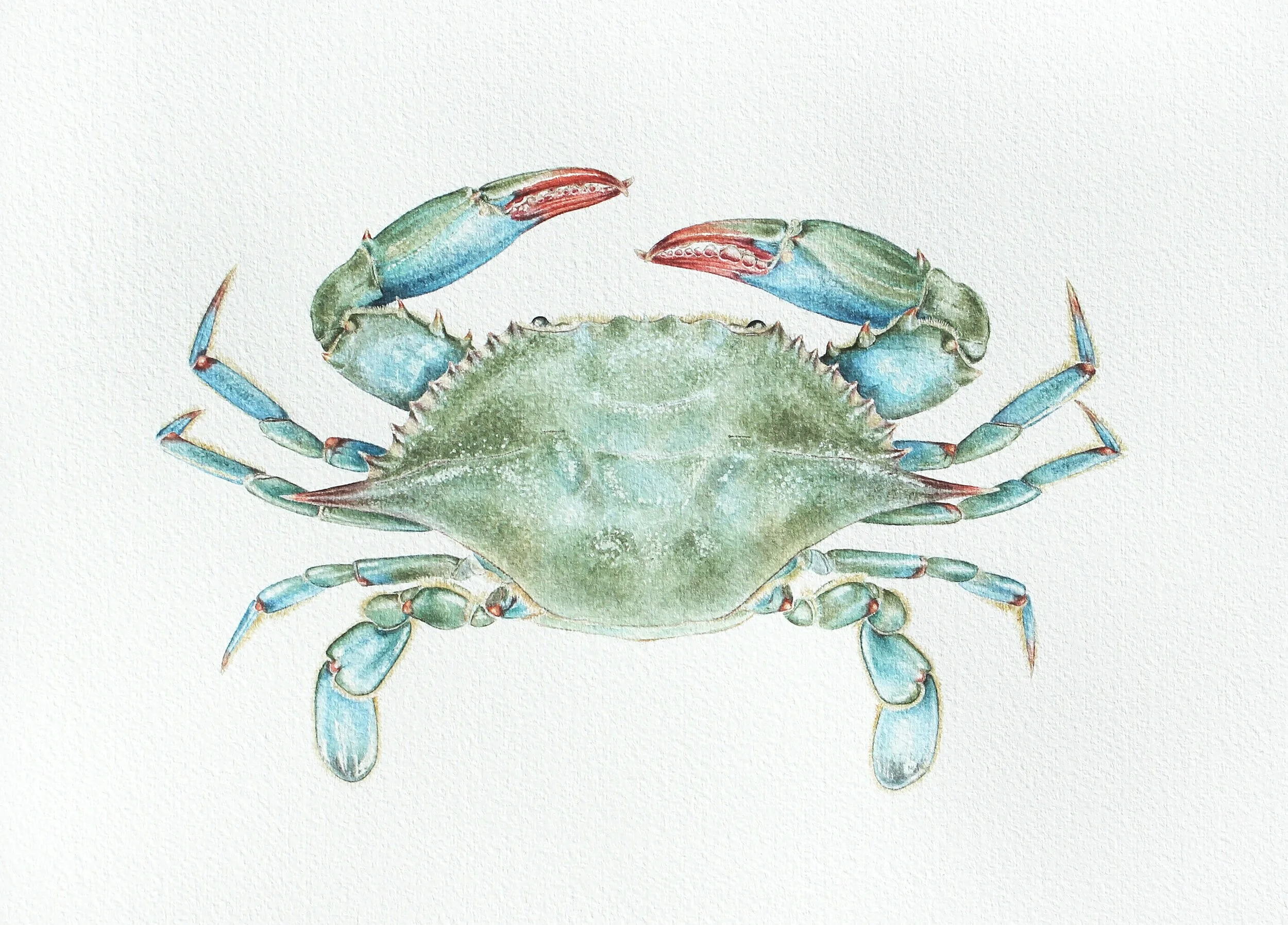 Blue Crab