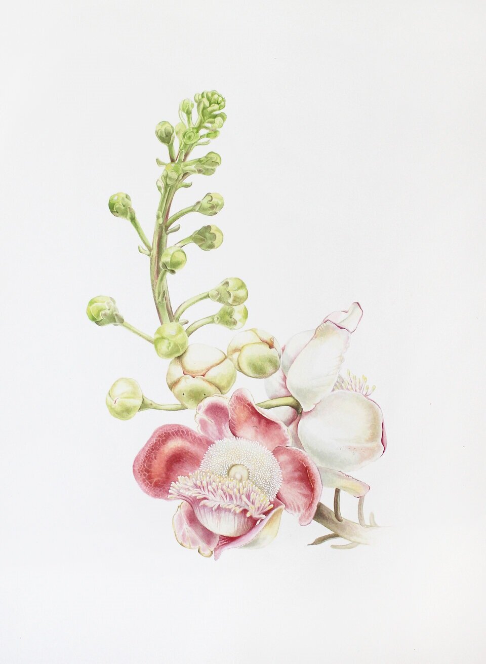 couroupita guianensis