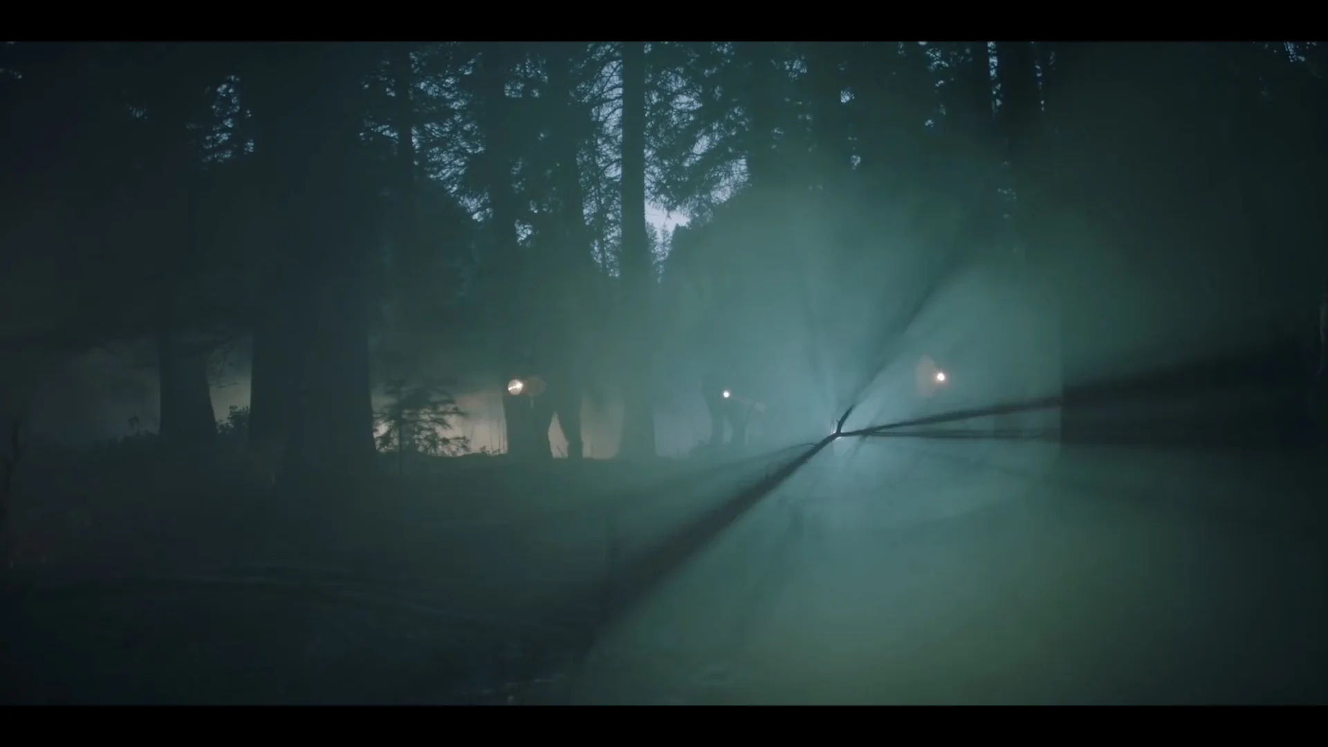forest 3.jpg