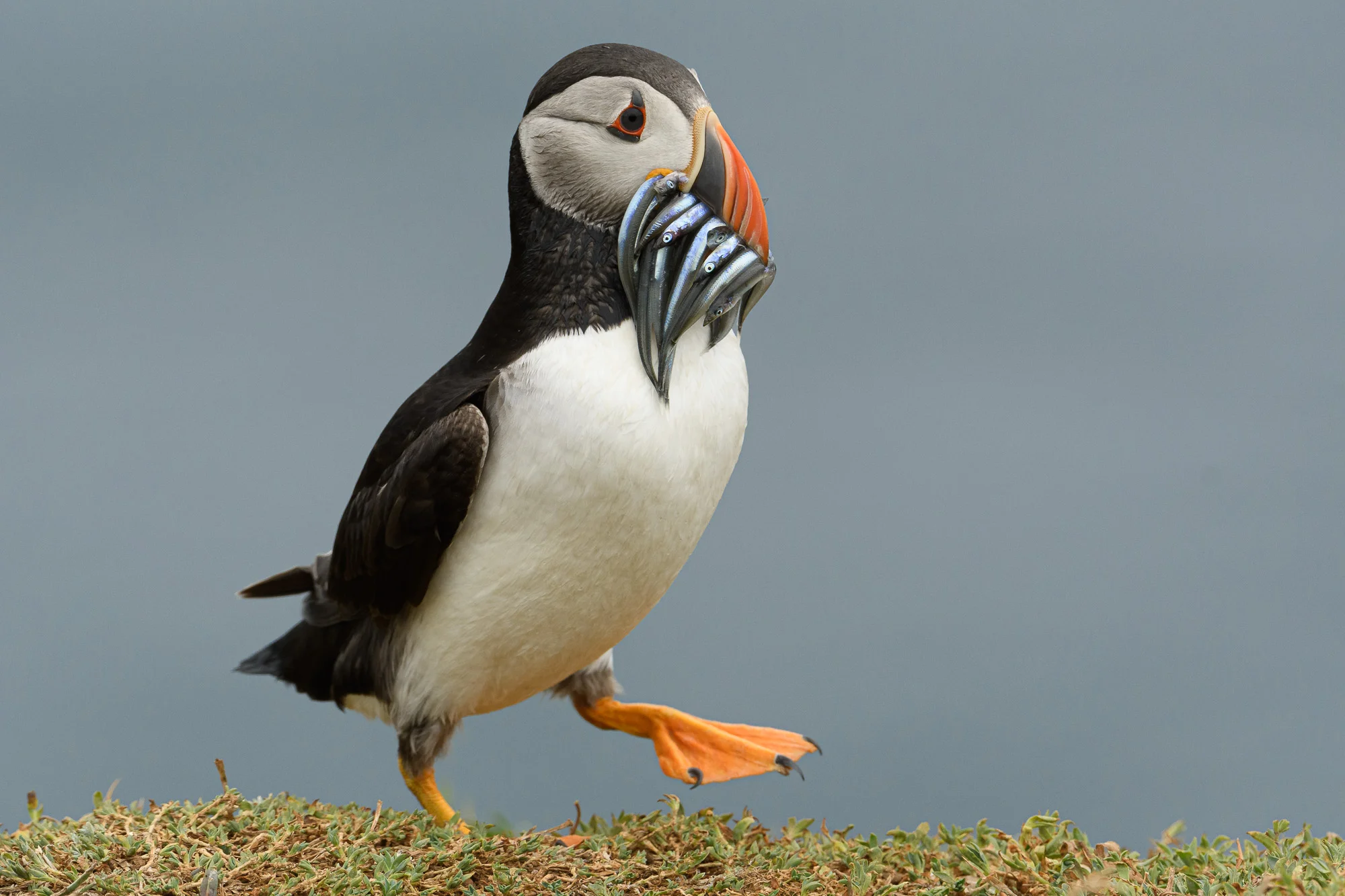 Puffin with catch