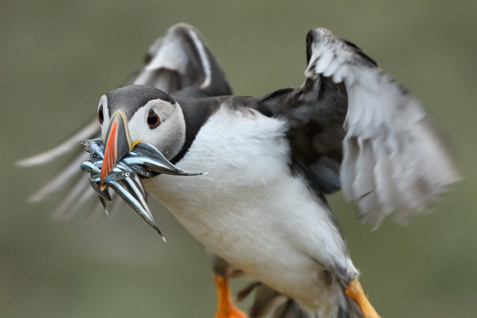 Evening delivery of fish. This image is only very slightly cropped, and shows how close the puffins can land. D500, 70-200mm f/2.8 at 200mm and f/2.8 in the half light at the end of the day.
