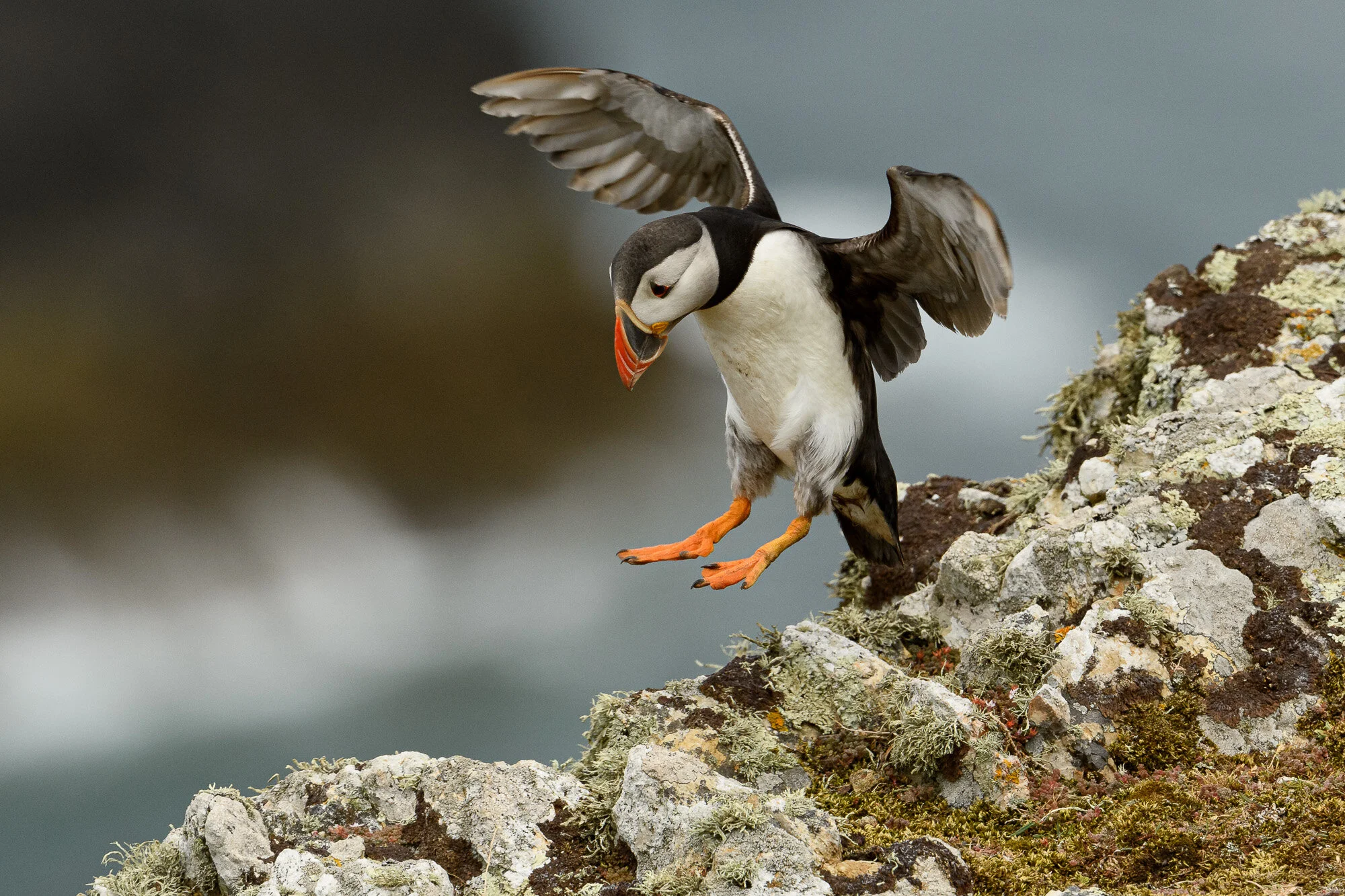 Puffin on Skomer isolated against a defocused background. D500, 500PF, at f/7.1, 1/2500 sec, ISO640.