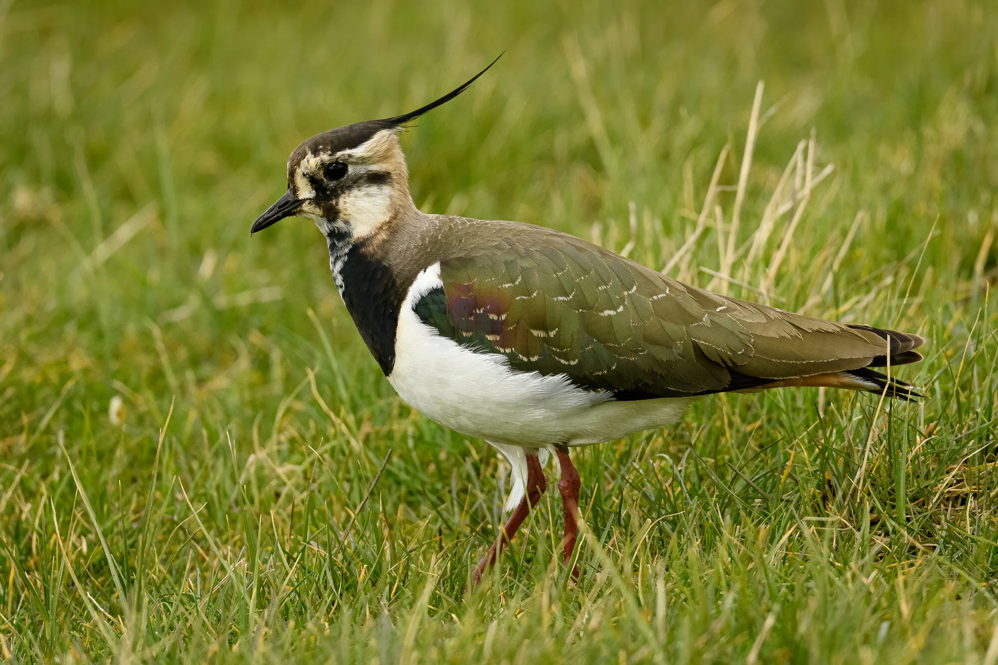 Before the lockdown displaying lapwings — Anthony Baines Photography