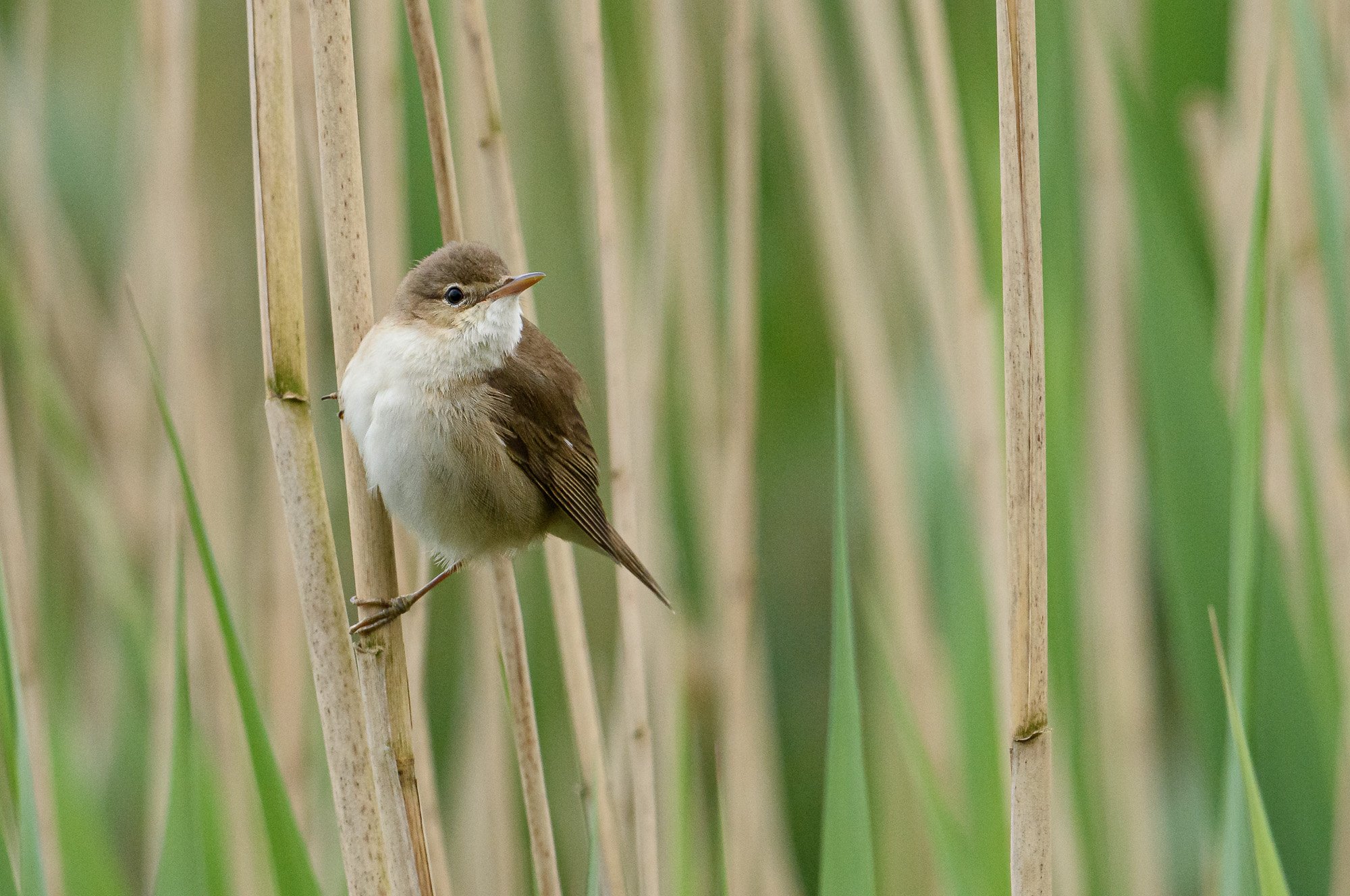 Reed warbler (Acrocephalus scirpaceus)