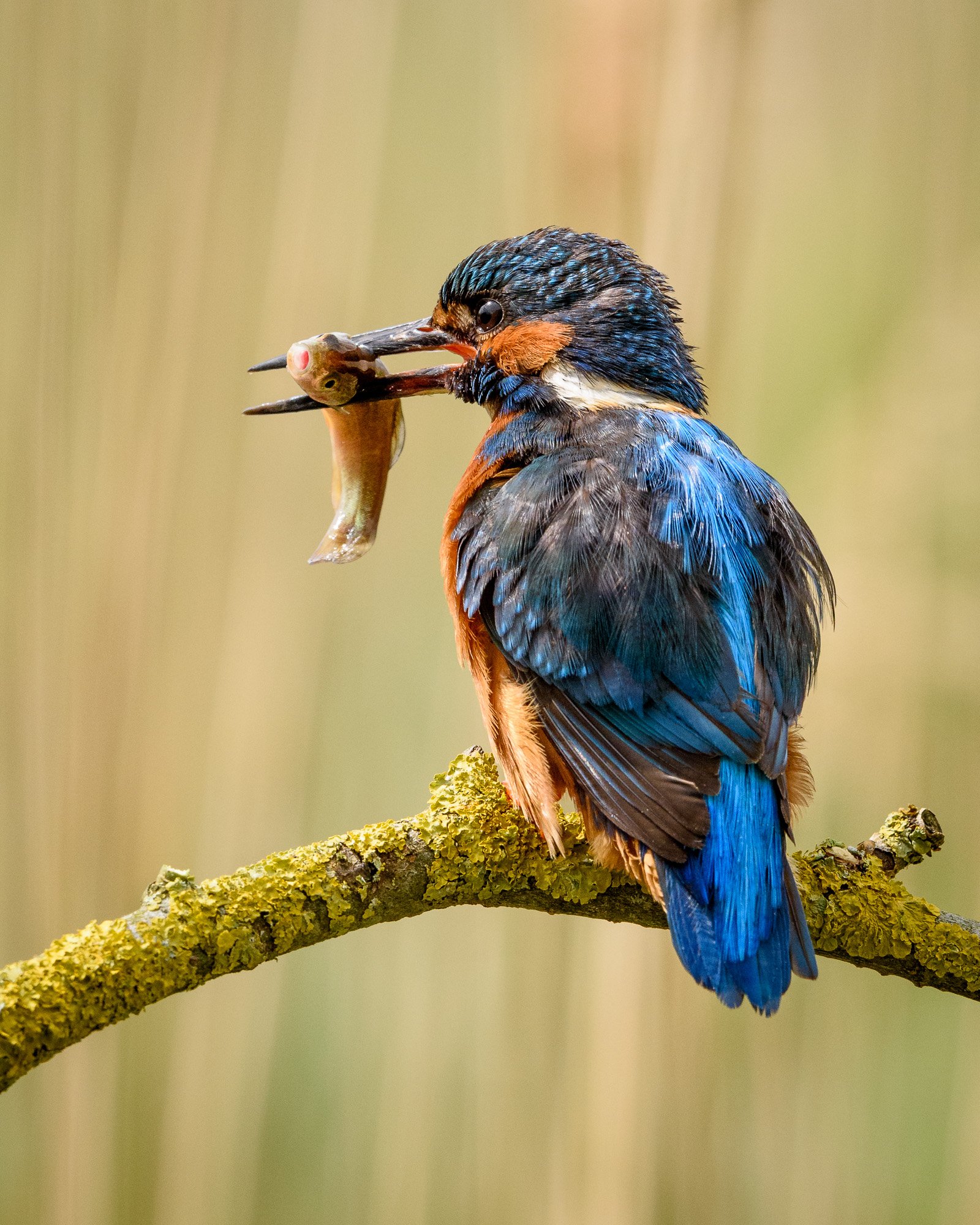 Kingfisher (Alcedo atthis) with catch