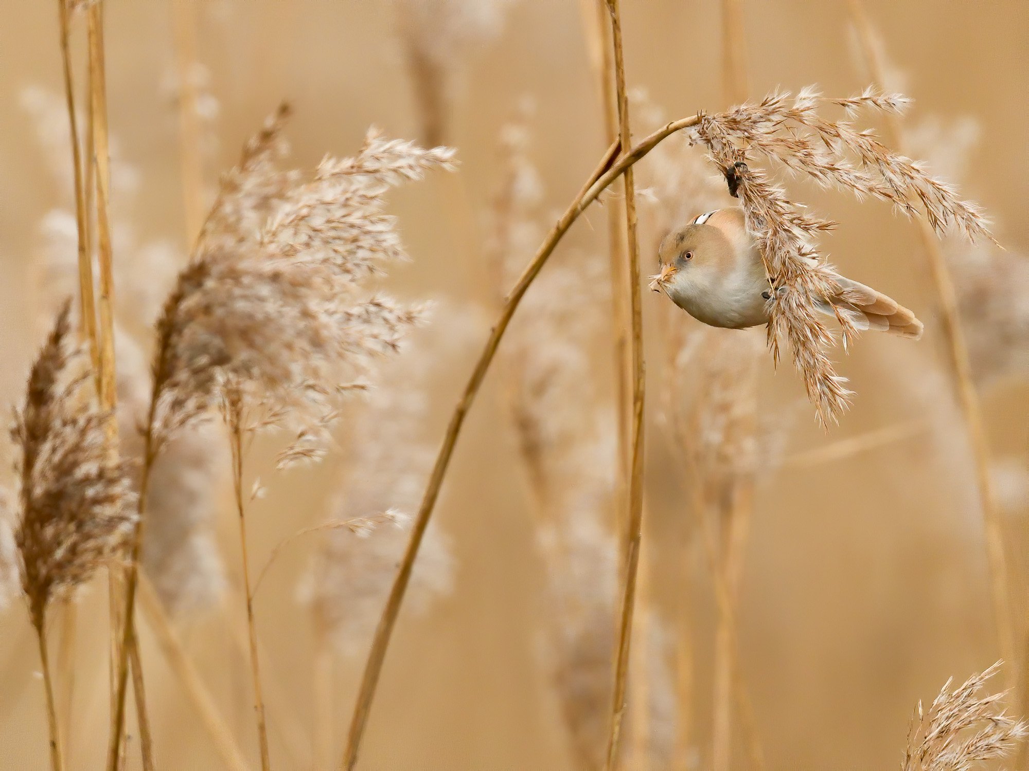 Bearded reedling (Panurus biarmicus - F) feeding on reed seeds