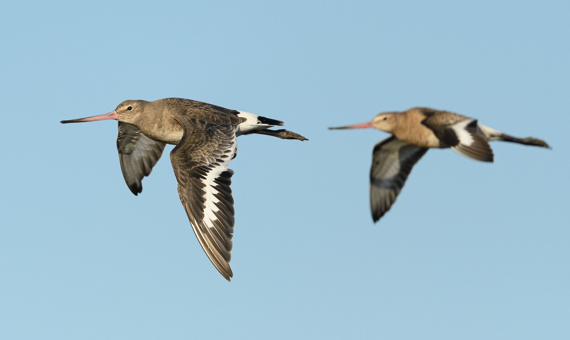 Black-tailed godwits (Limosa limosa) in flight