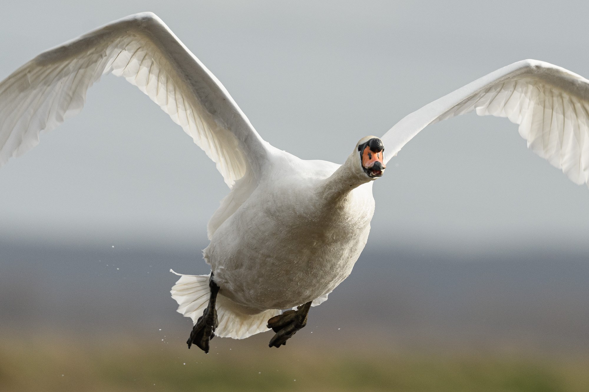 Head-on with a mute swan (Cygnus olor)
