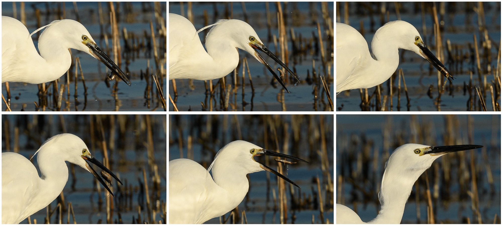 From catch to swallow: little egret (Egretta garzetta) and its prey