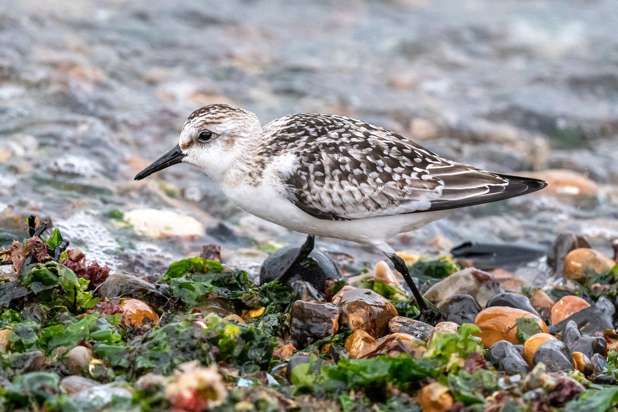 Sanderling (Calidris alba) on the foreshore