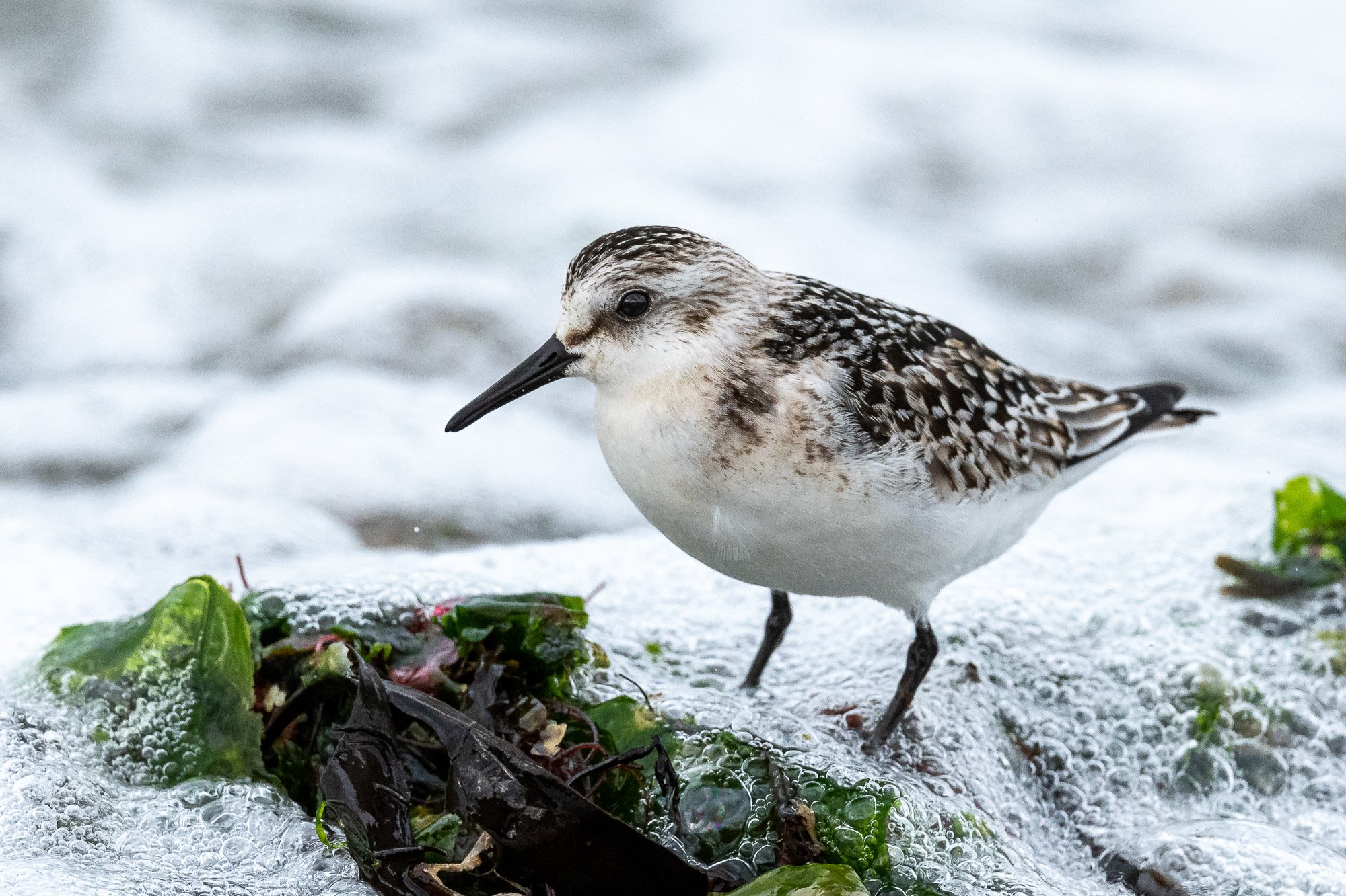 Sanderling (Calidris alba) in surf