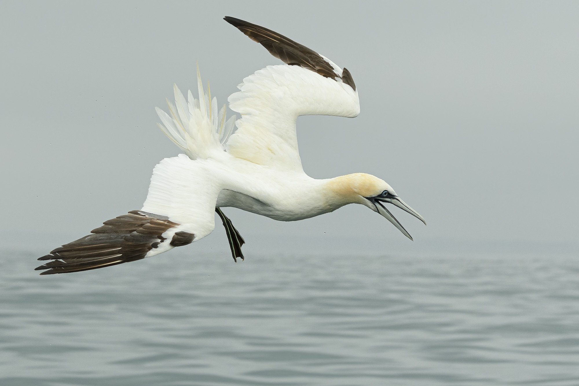 Gannet (Morus bassanus) calling before diving