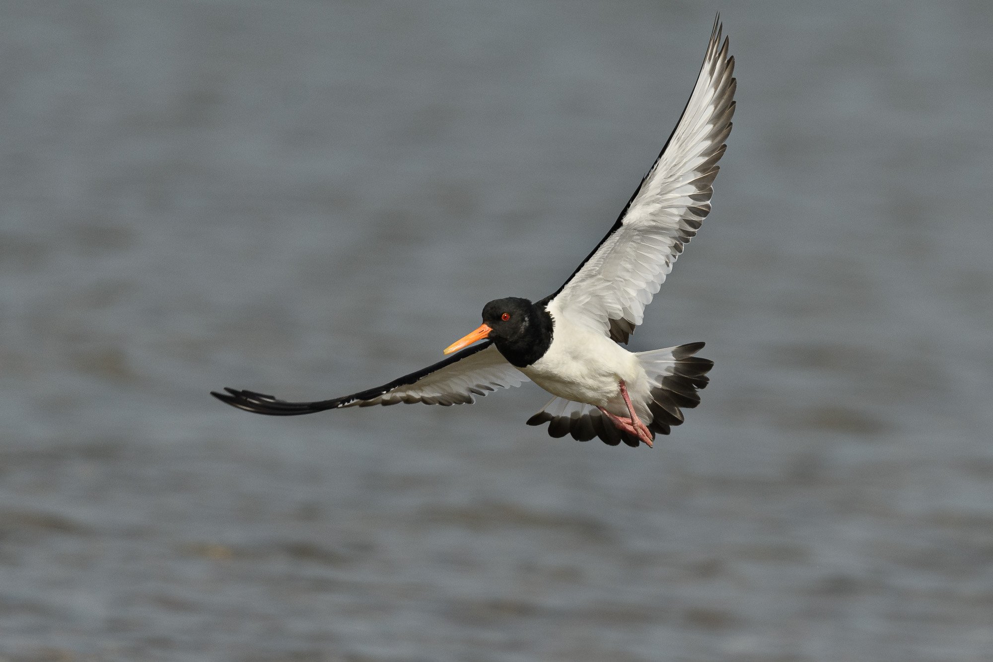 Oystercatcher (Haematopus ostralegus) in flight