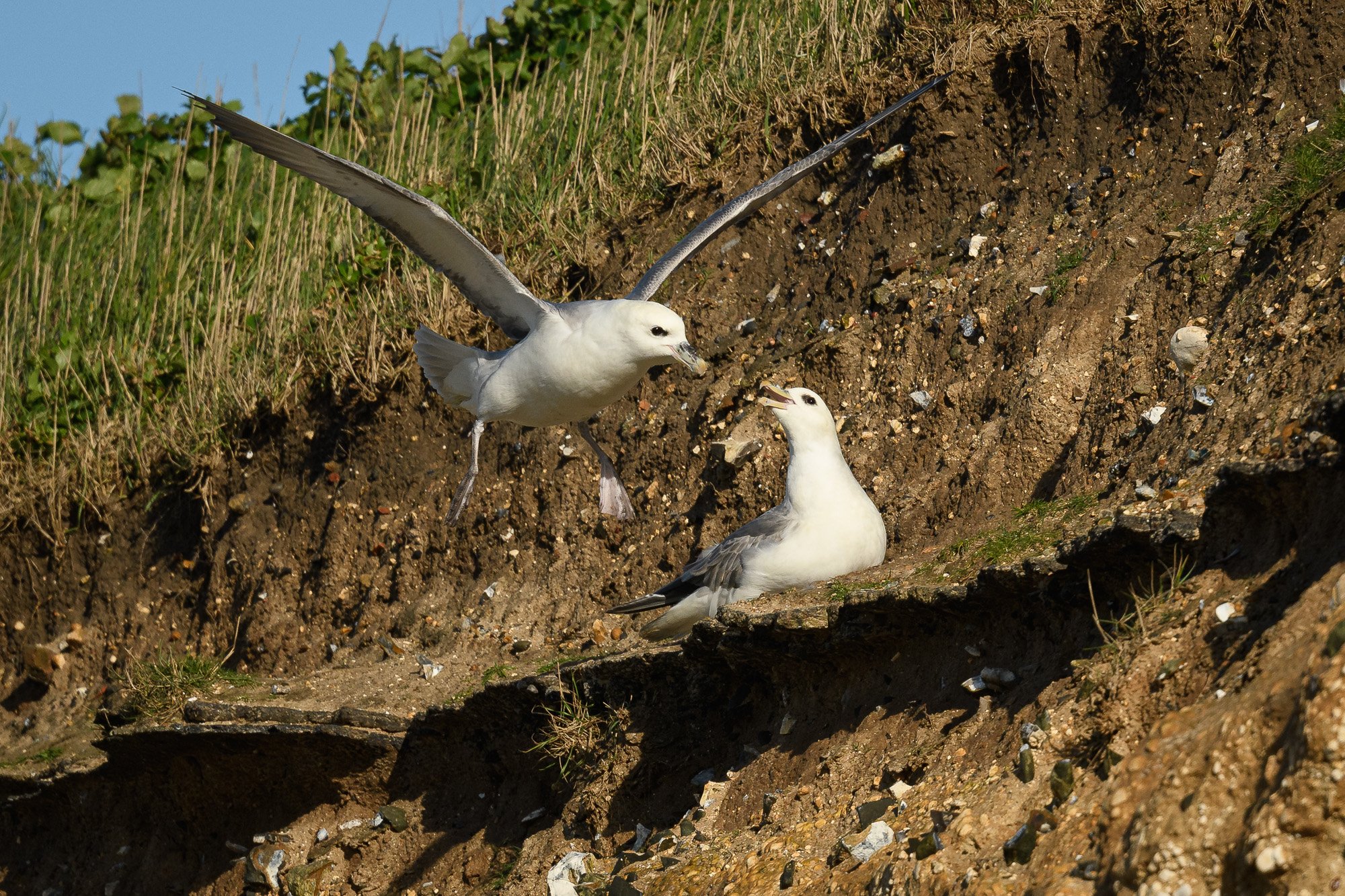 Fulmar (Fulmarus glacialis) pair