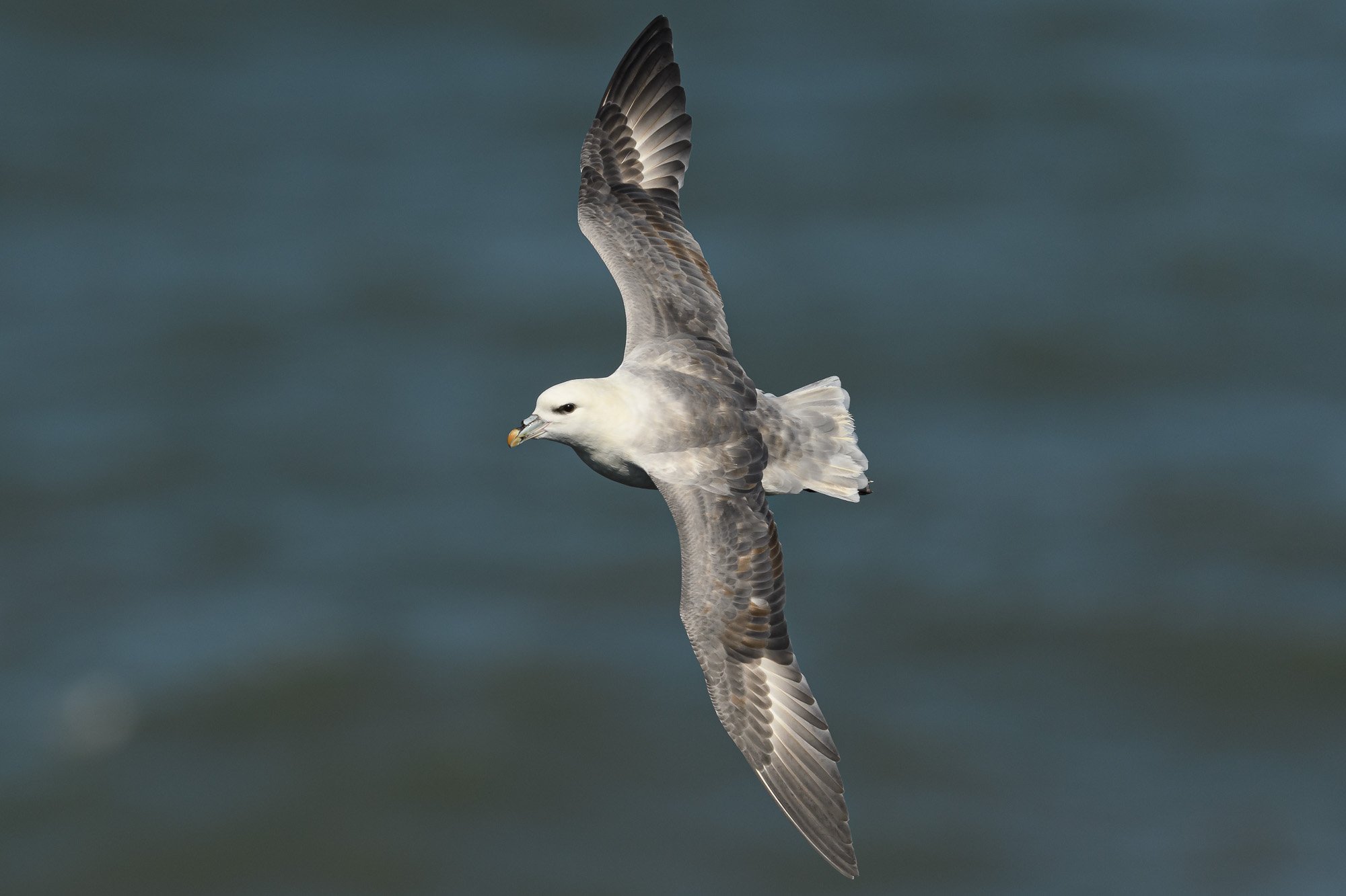 Fulmar  (Fulmarus glacialis) in flight