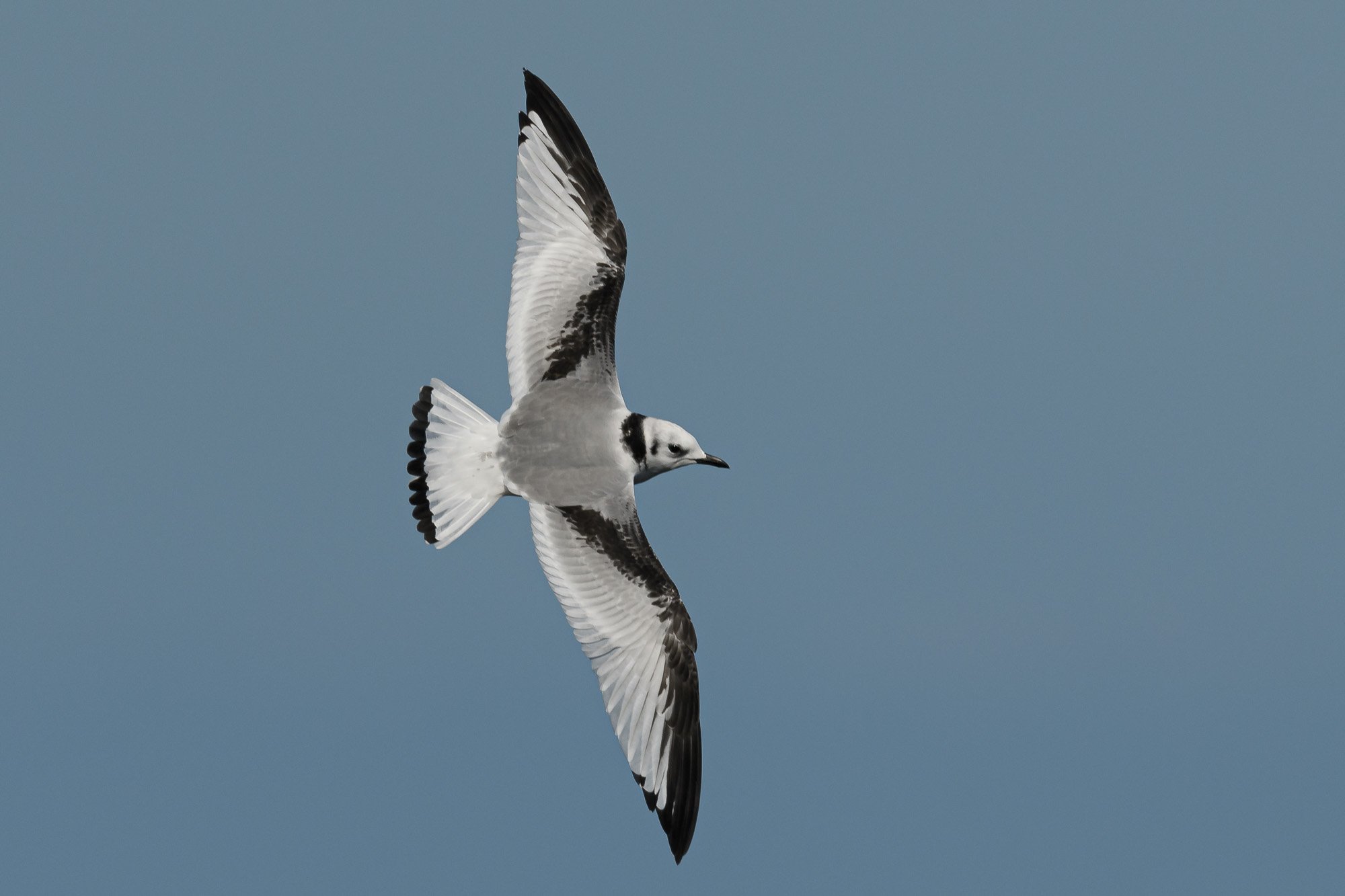 Juvenile kittwake (Rissa tridactyla)