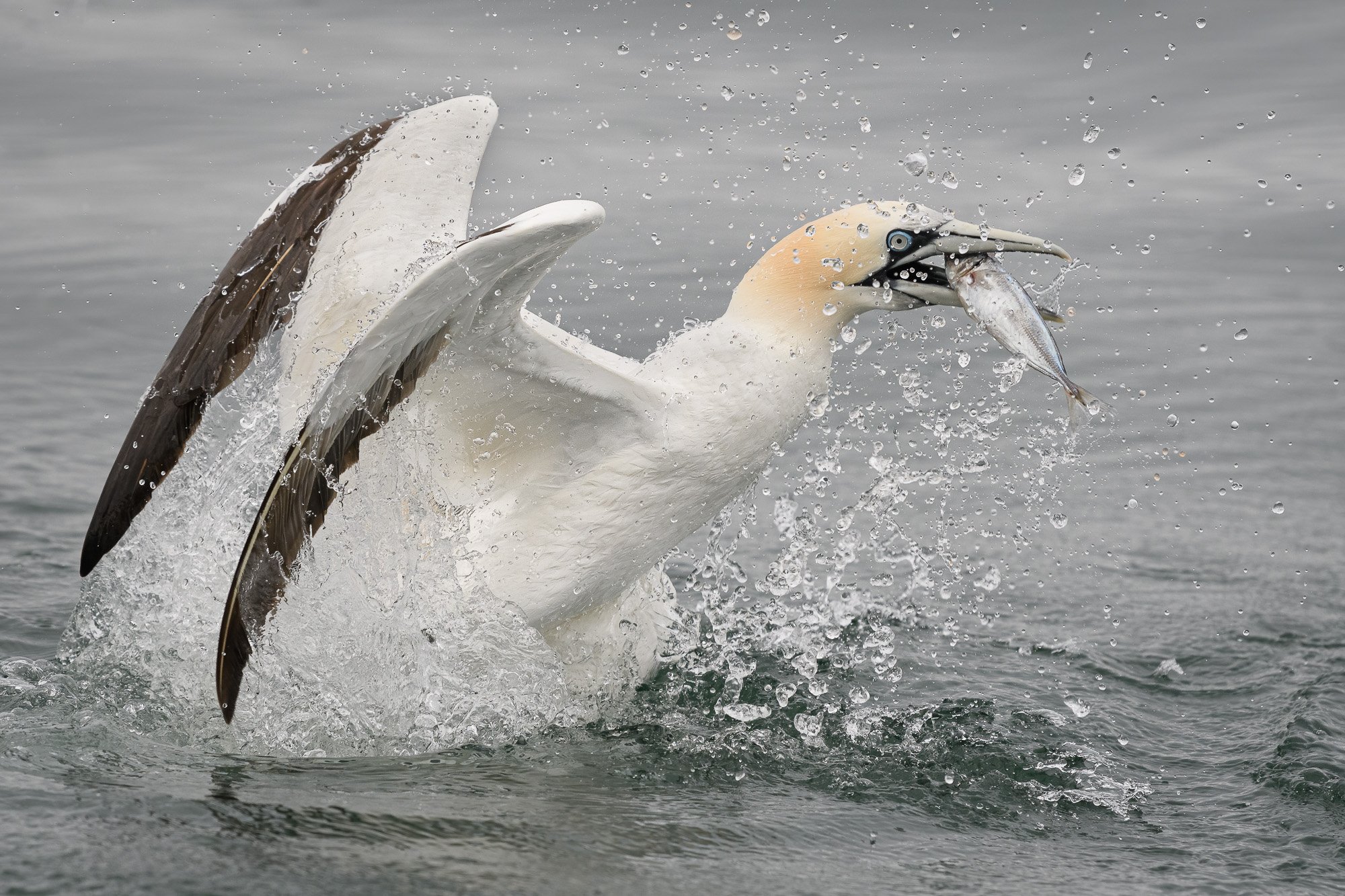 Gannet (Morus bassanus) emerging from the North Sea with catch