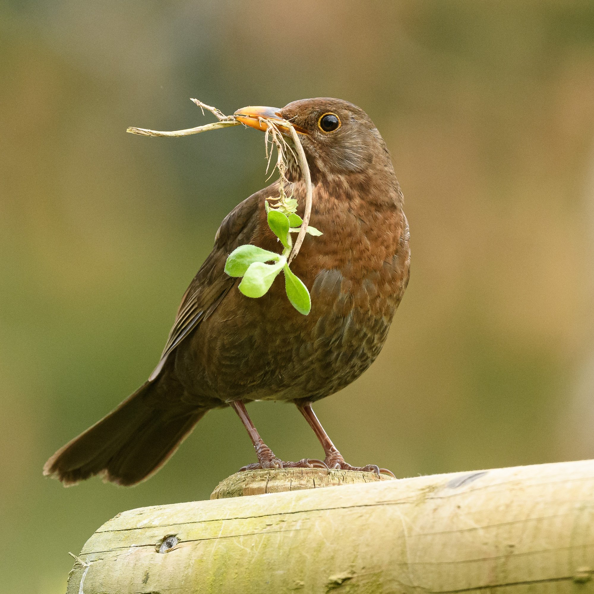 Blackbird (F) with nesting material