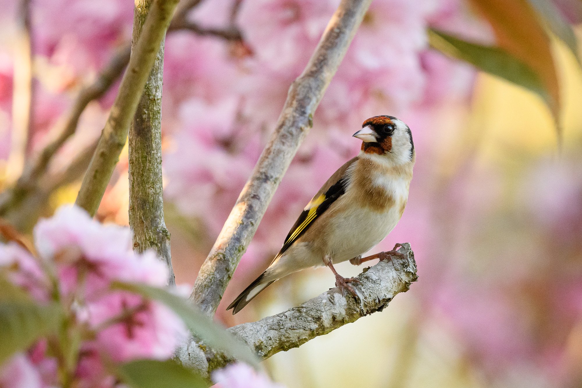 Goldfinch in cherry blossom