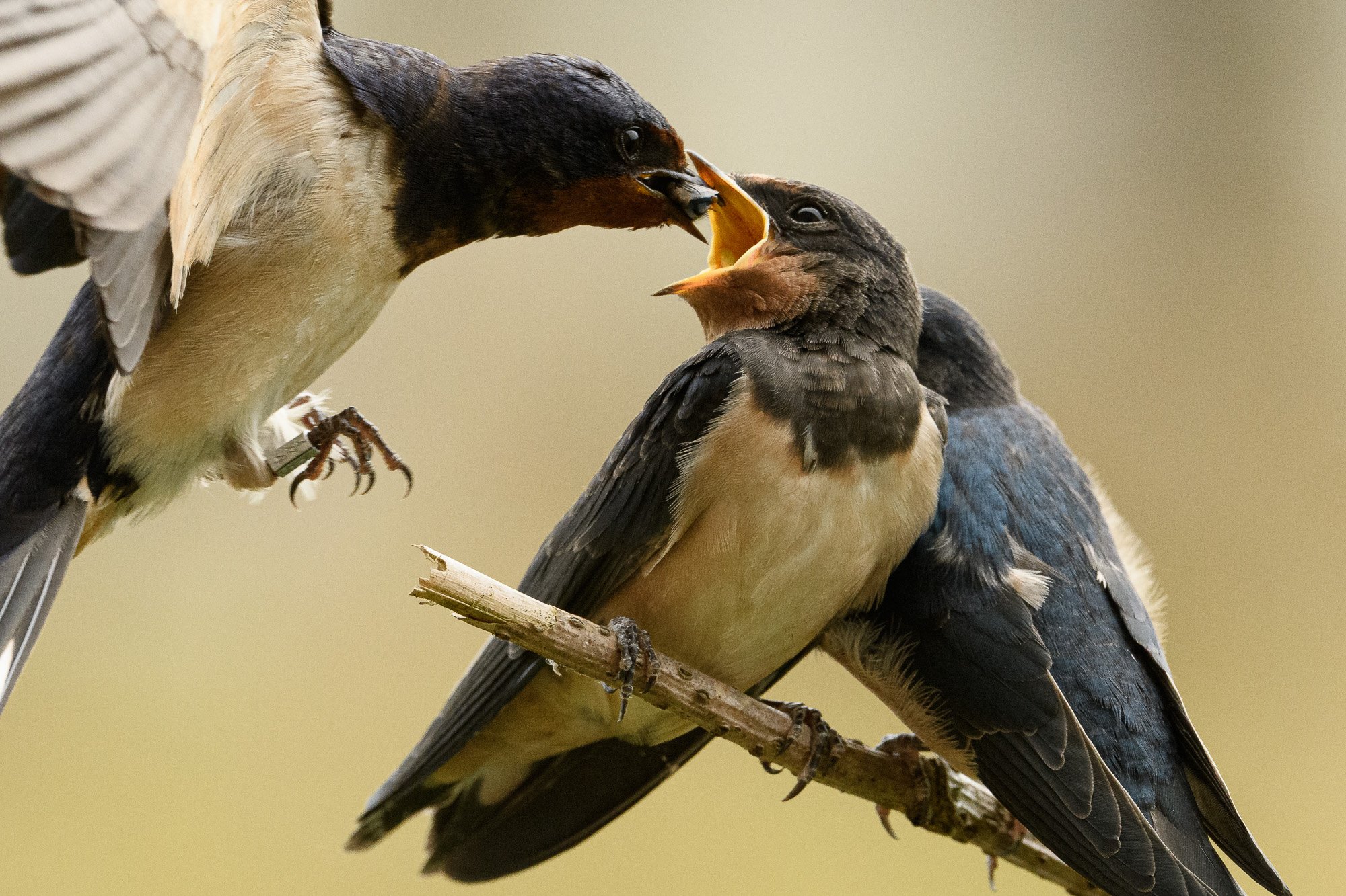 Swallows (Hirundo rustica): adult feeding young