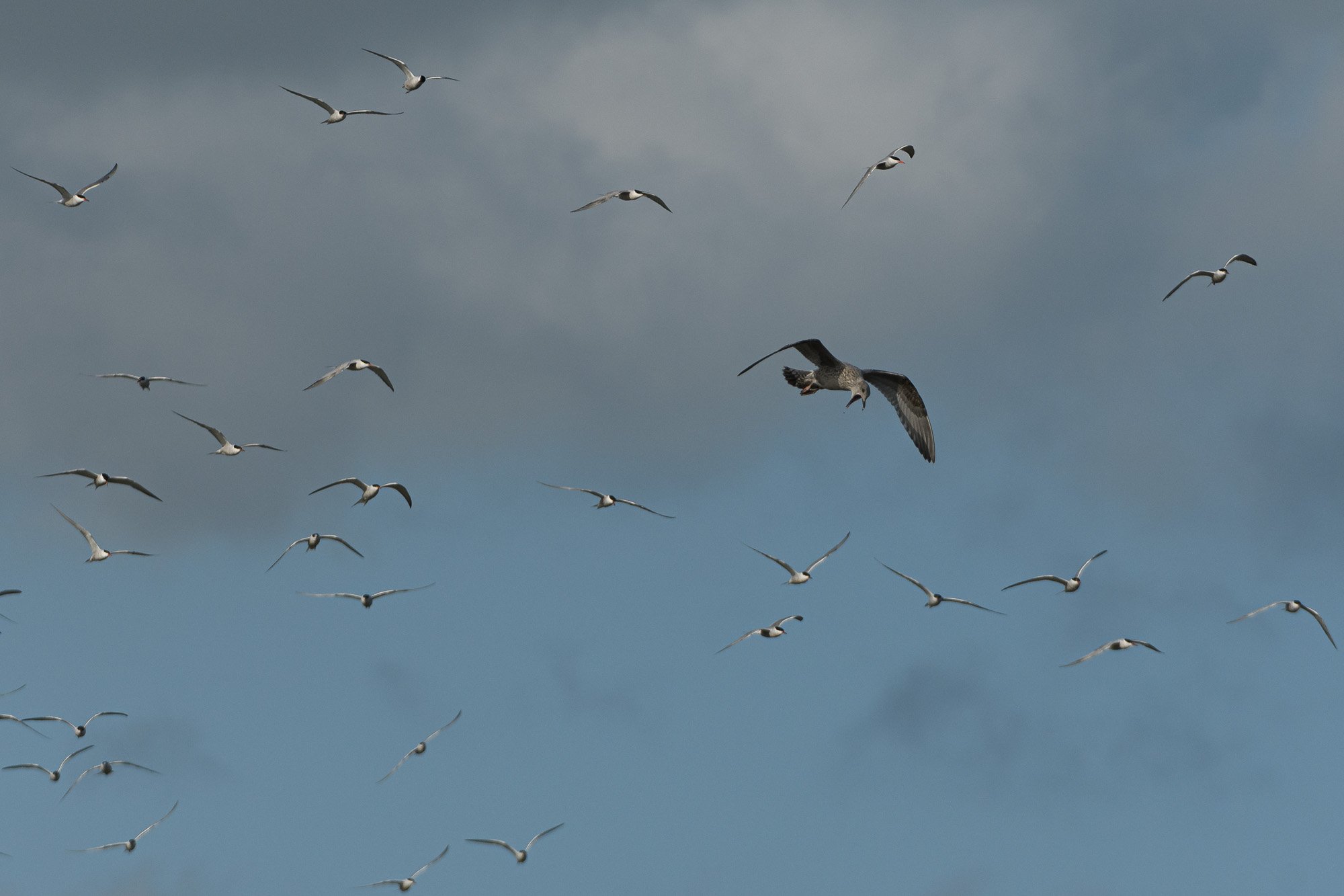 Exit, pursued by terns