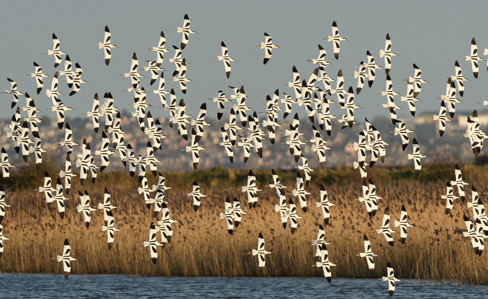 A flock of avocets (Recurvirostra avosetta) in flight above a lake, with reeds in the background
