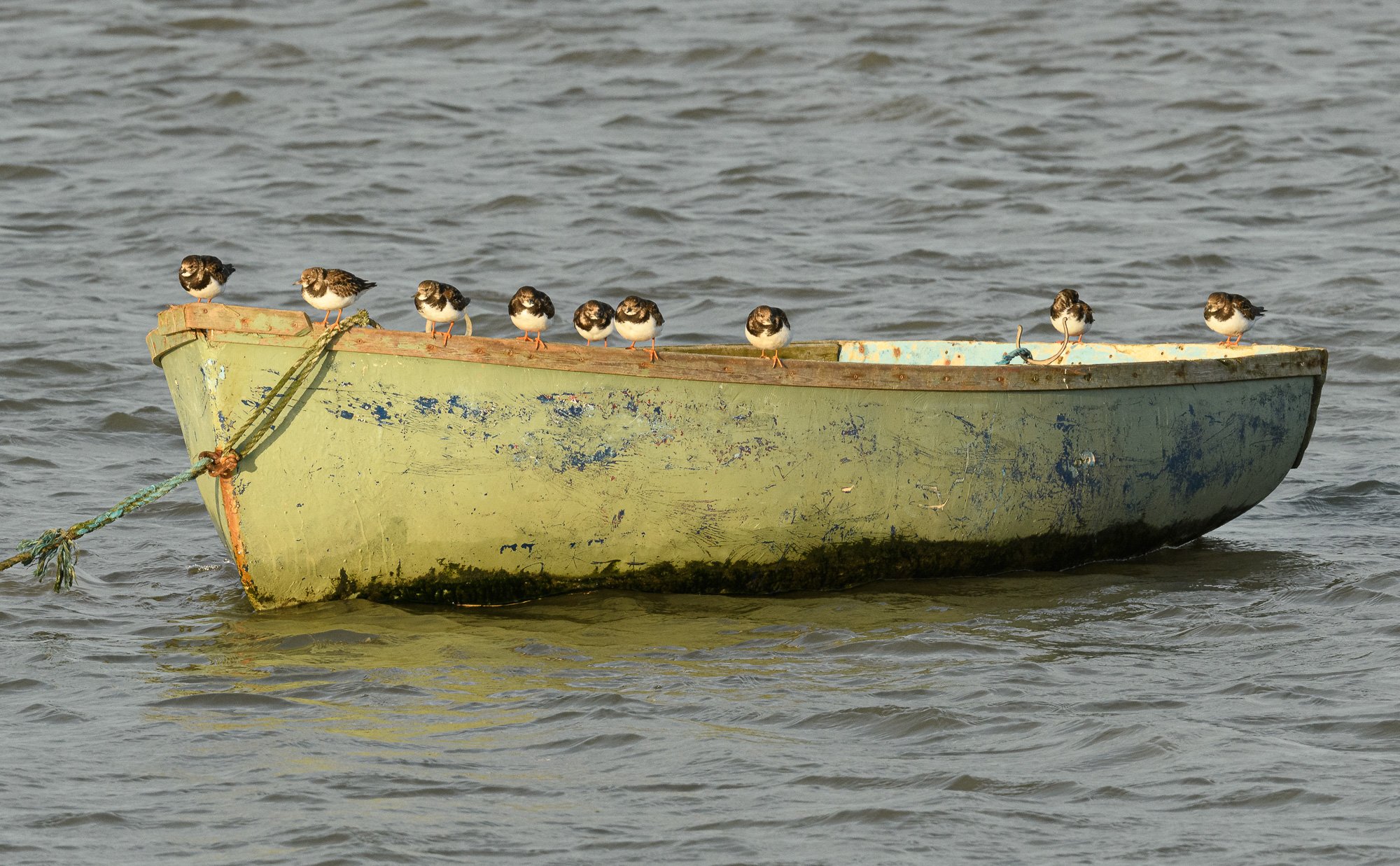 Ruddy turnstones (Arenaria interpres) perched on a dinghy