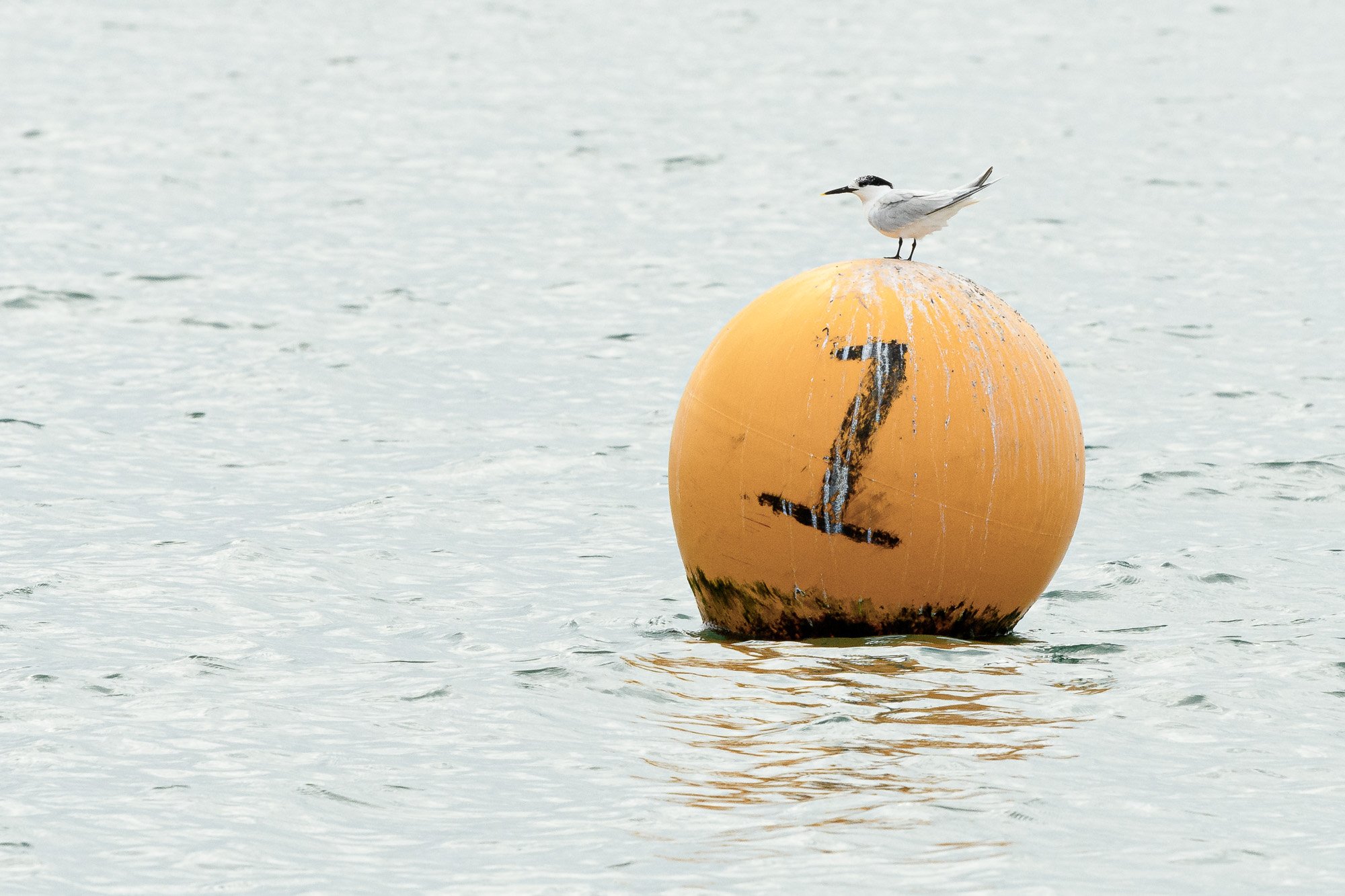 Sandwich tern on buoy