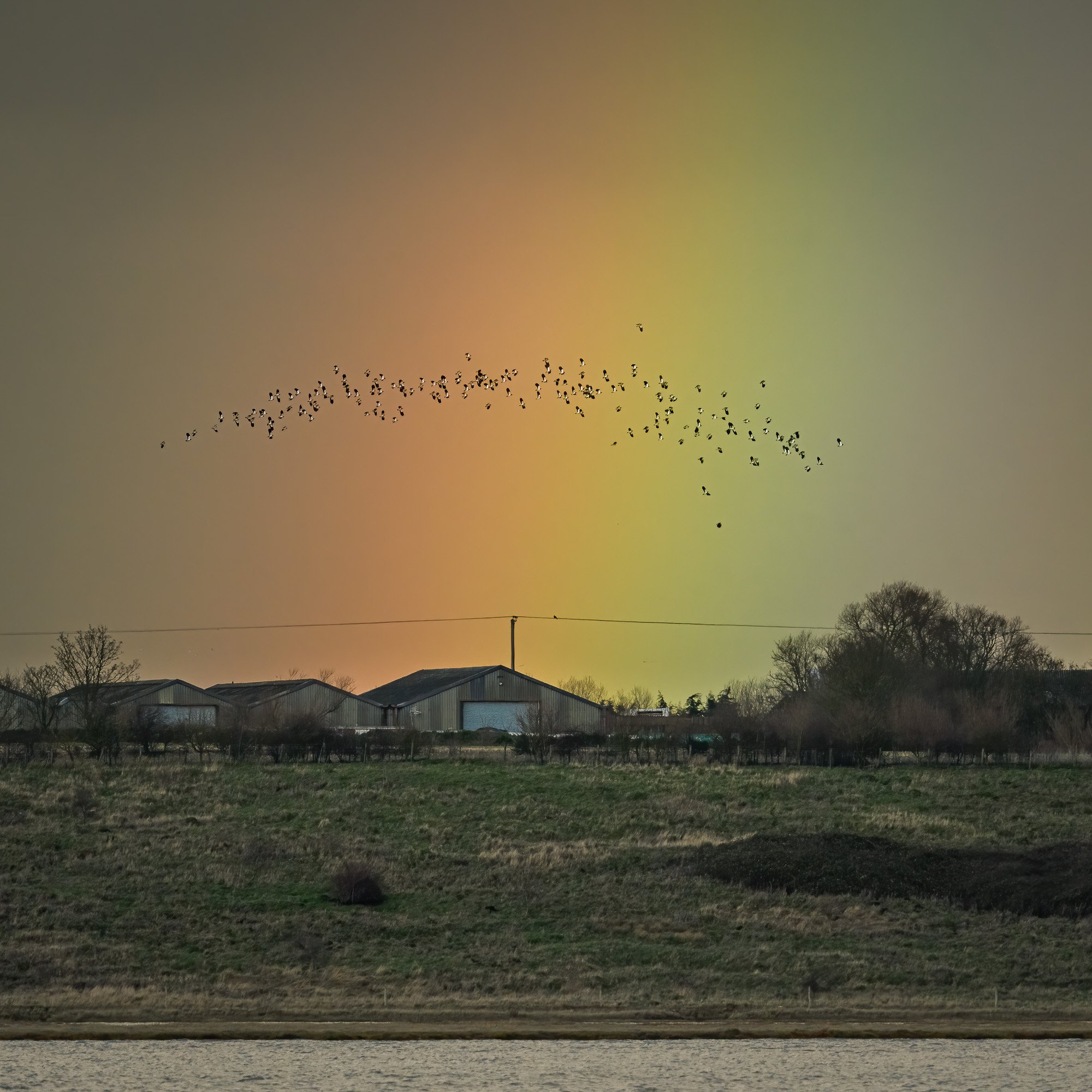 A flock of lapwings (Vanellus vanellus) caught in a rainbow