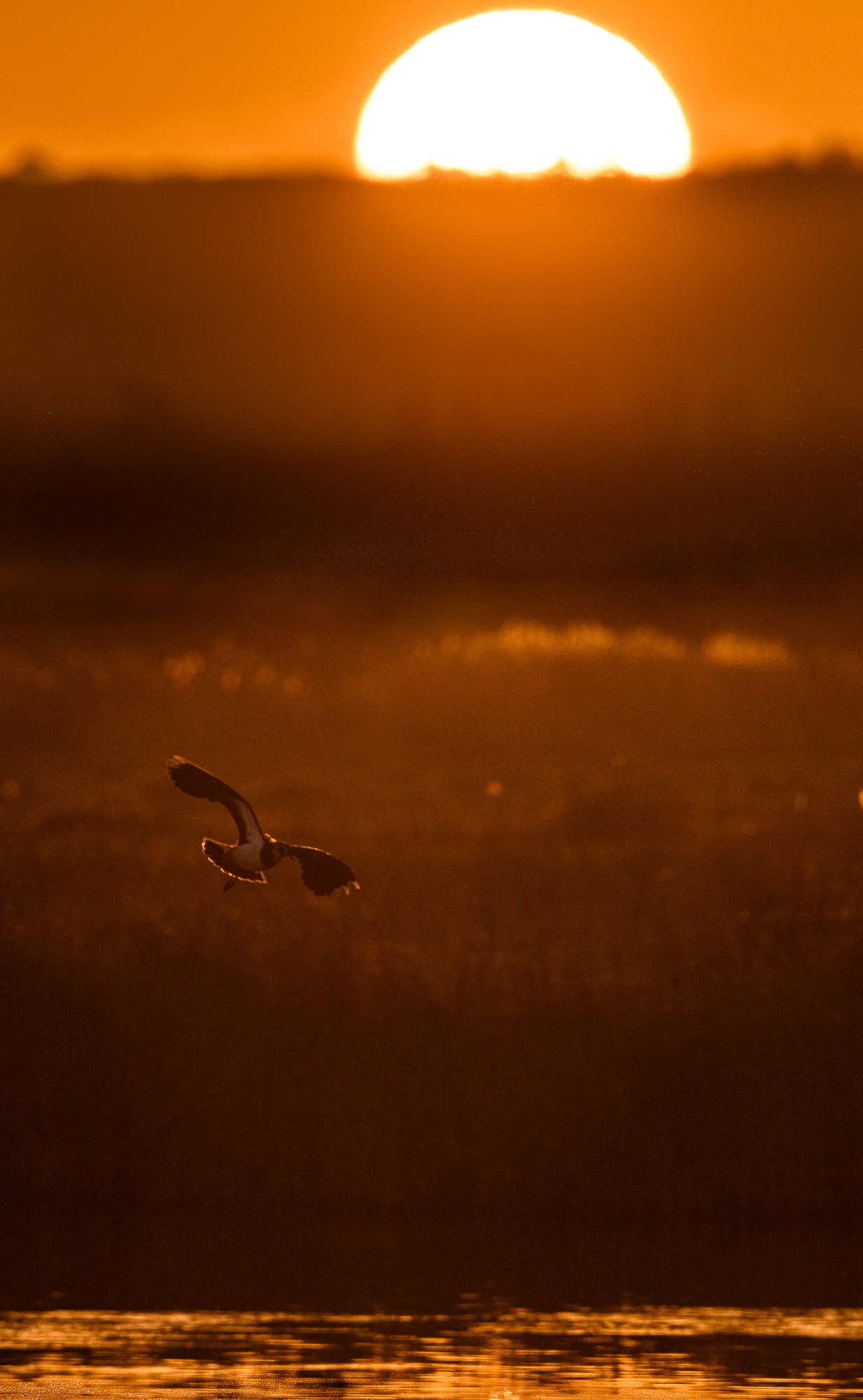 Lapwing (Vanellus vanellus) flies at sunrise