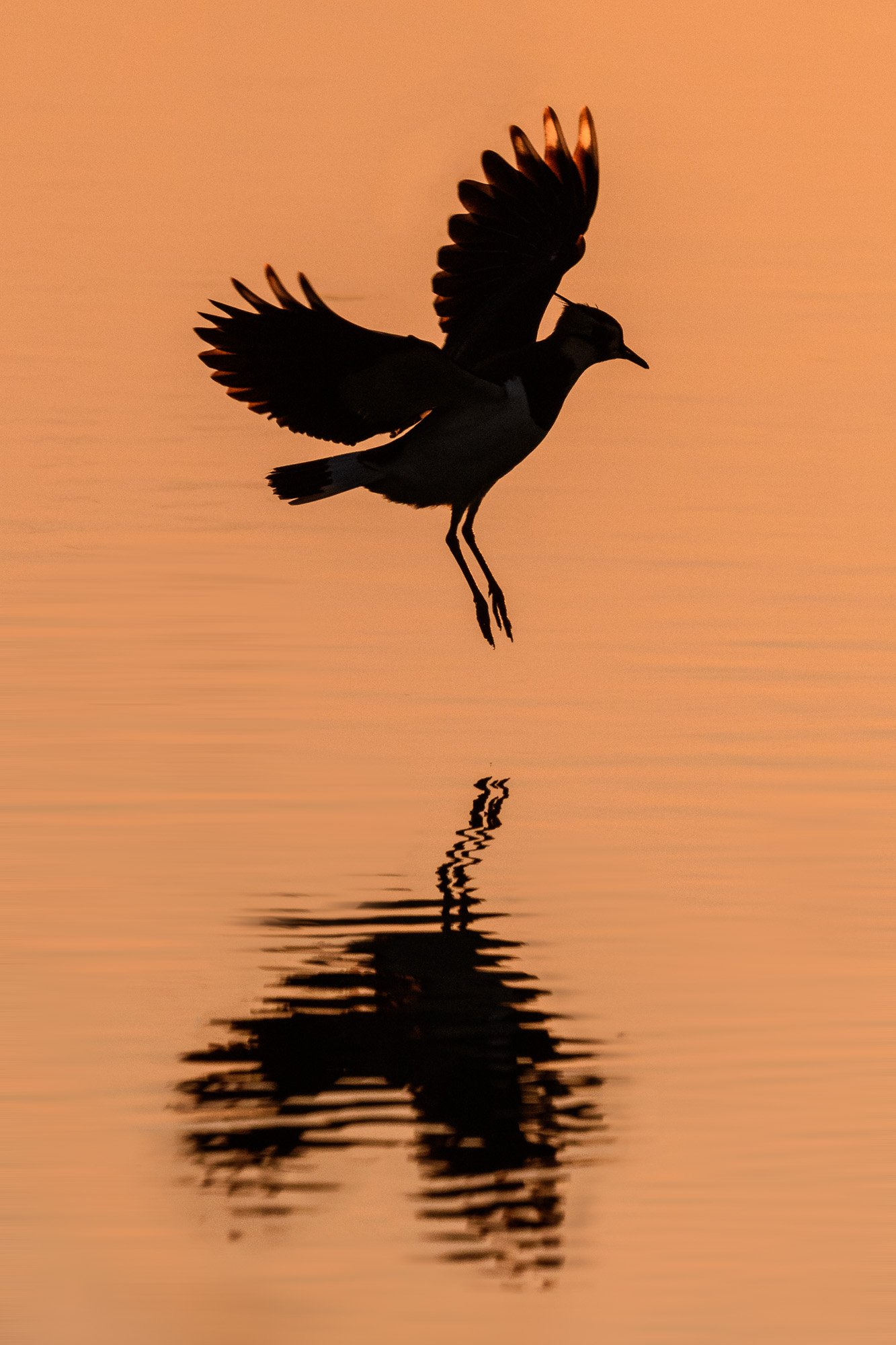 Lapwing (Vanellus vanellus) landing in the reflected light of dawn