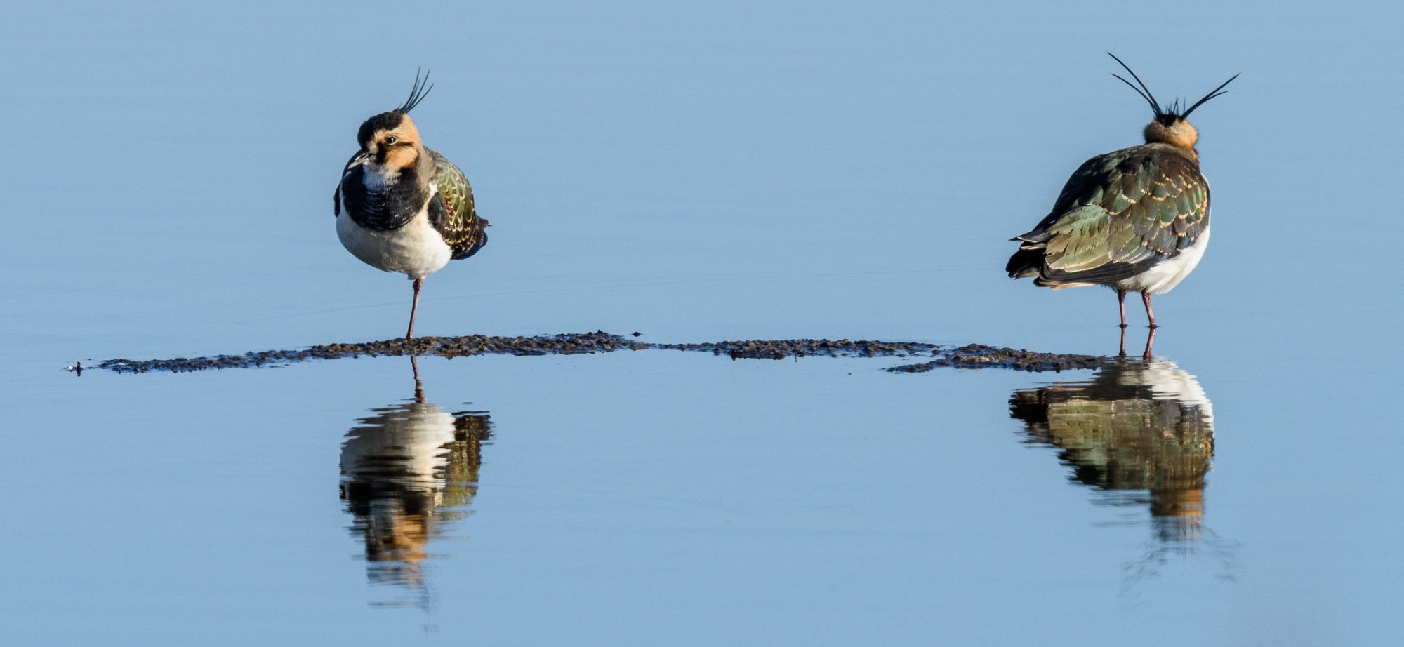 Lapwings, fore and aft (Vanellus vanellus)