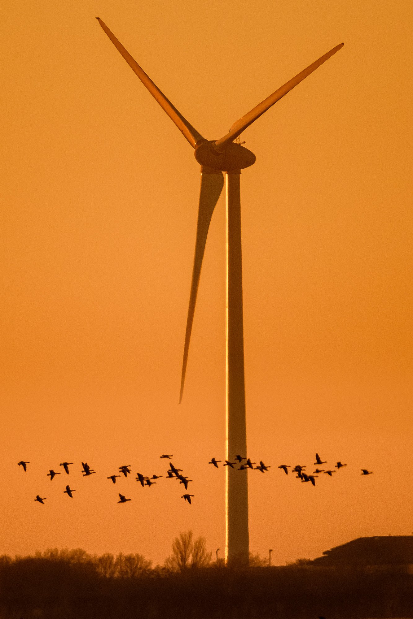 Geese pass in front of a wind turbine at sunset
