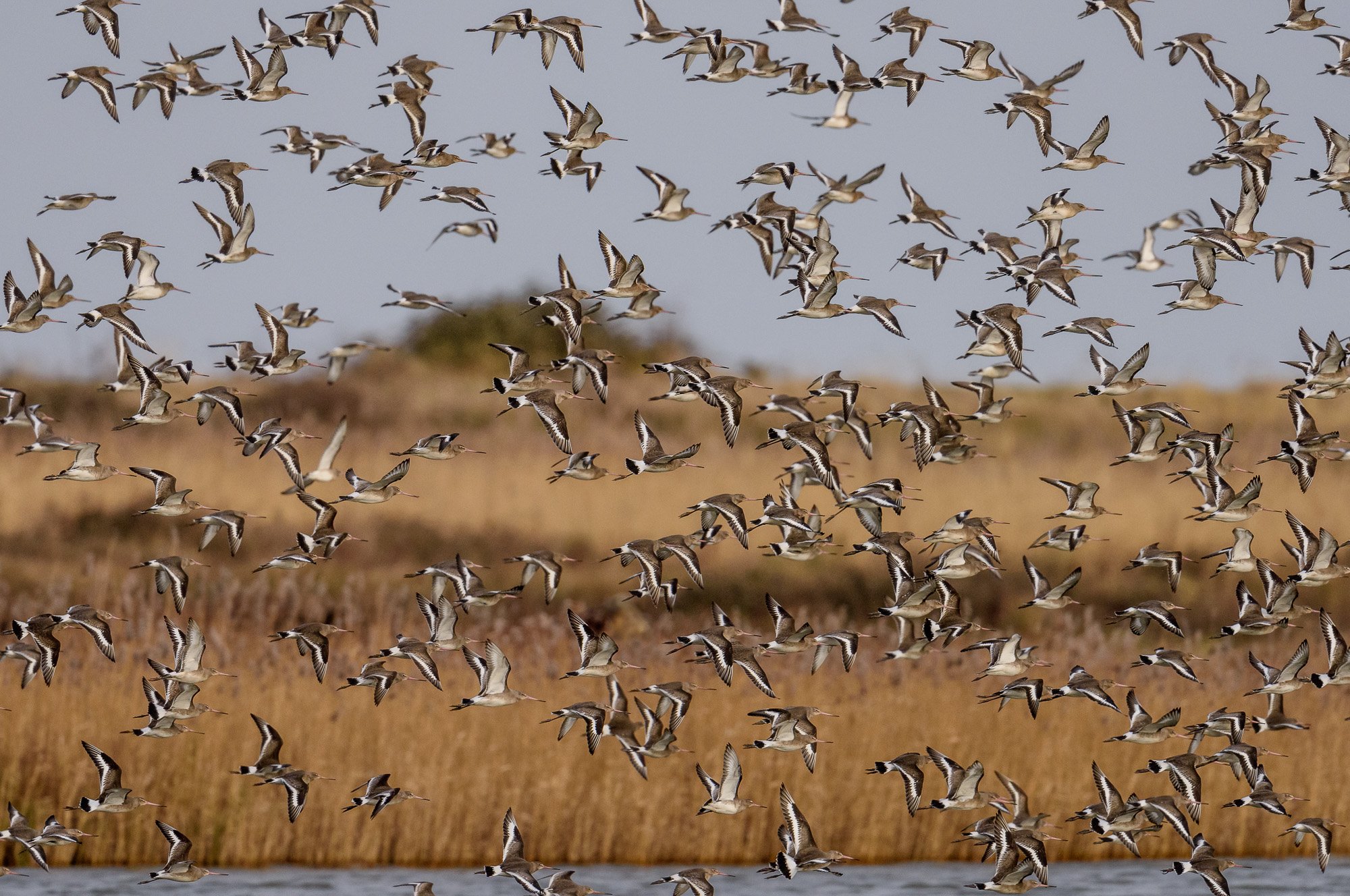 A flock of black-tailed godwits (Limosa limosa) fly over a lake with reeds in the background