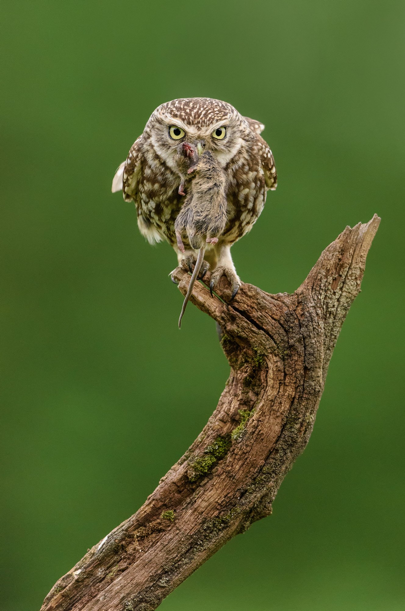Little owl (Athene noctua) with food for the young
