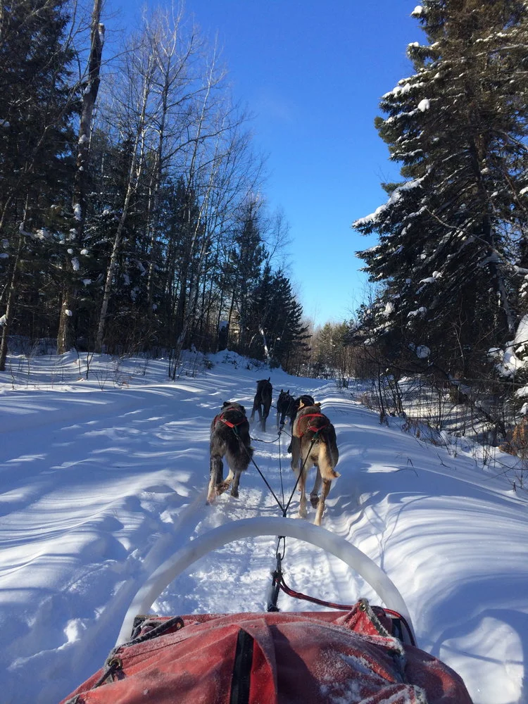 Dog-sledding in Northern Minnesota