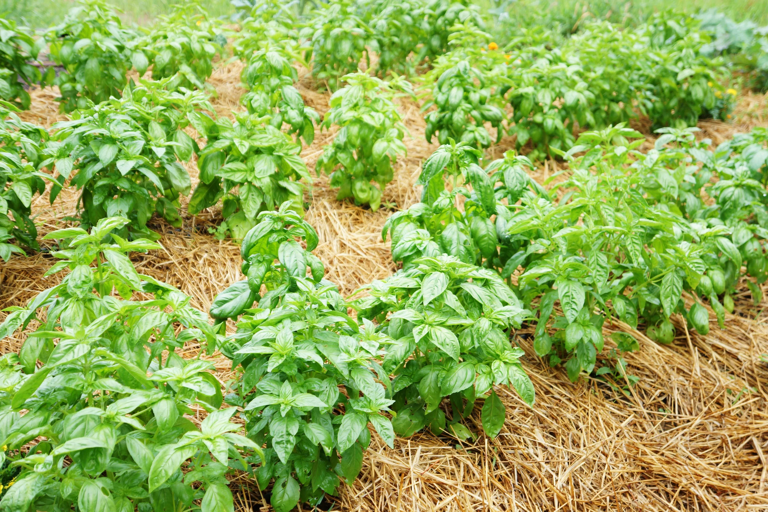 BasilField.jpg