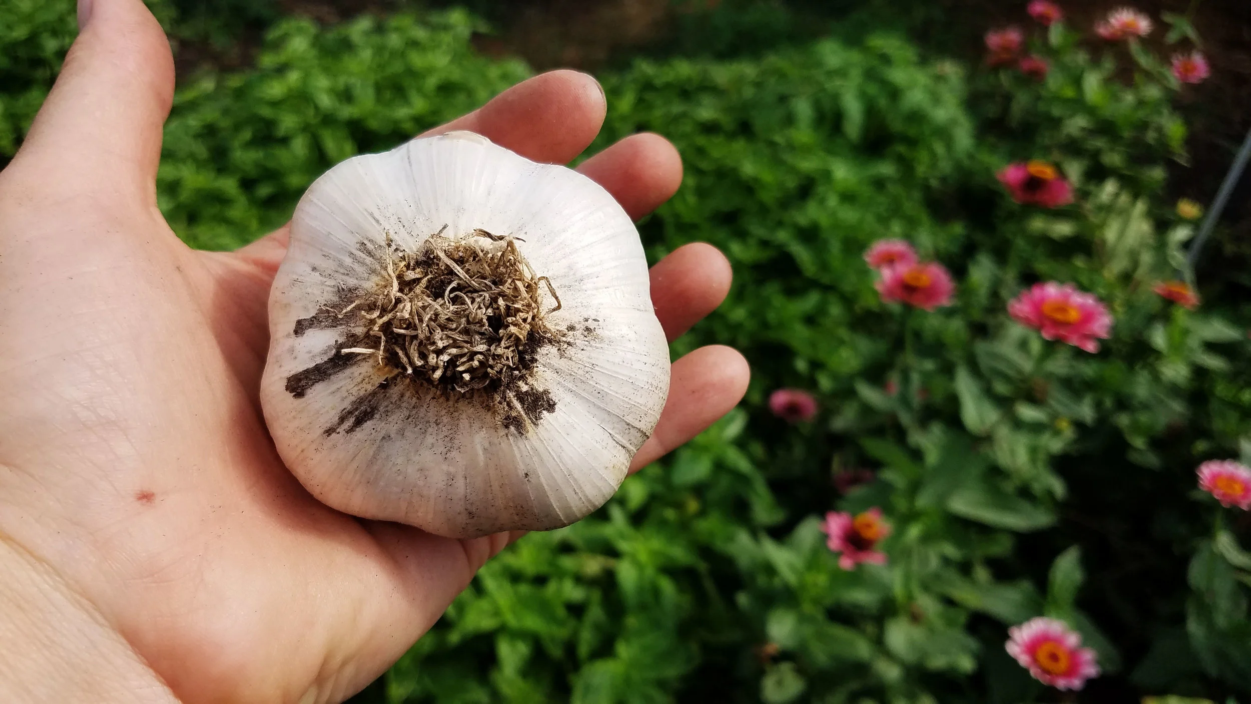 garlic.jpg