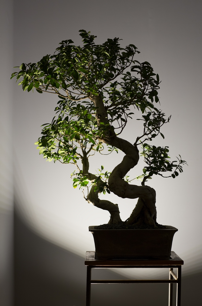 Elegant bonsai theme at OPEN TENT by CHI-KA.jpg