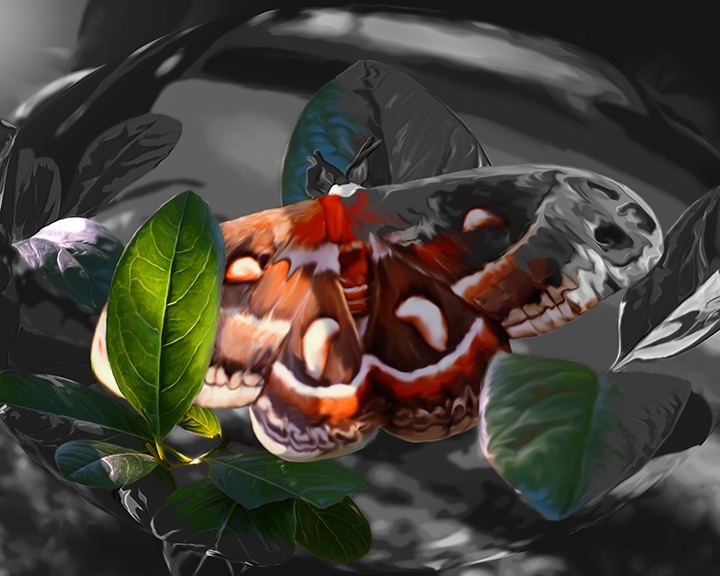 “As Daylight Ends” - Cecropia Moth Painting