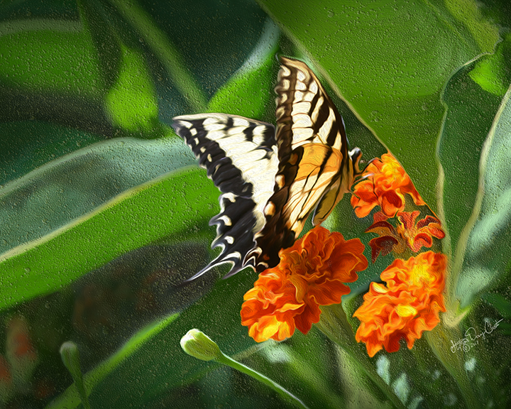 “Summer Afternoon” - Yellow Swallowtail Butterfly