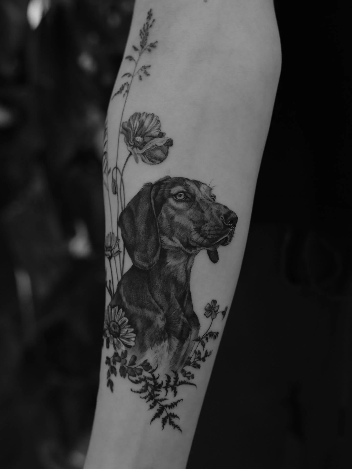 So viel Liebe in einem Motiv. 🐾
Danke f&uuml;r dieses besondere Vertrauen &ndash; &Ouml;sterreichische Jagdbracke als Fineline Tattoo f&uuml;r eine tolle Kundin aus der Schweiz. Viel Freude damit

#finelinetattoo #naturetattoo #dogportrait #dogtatto