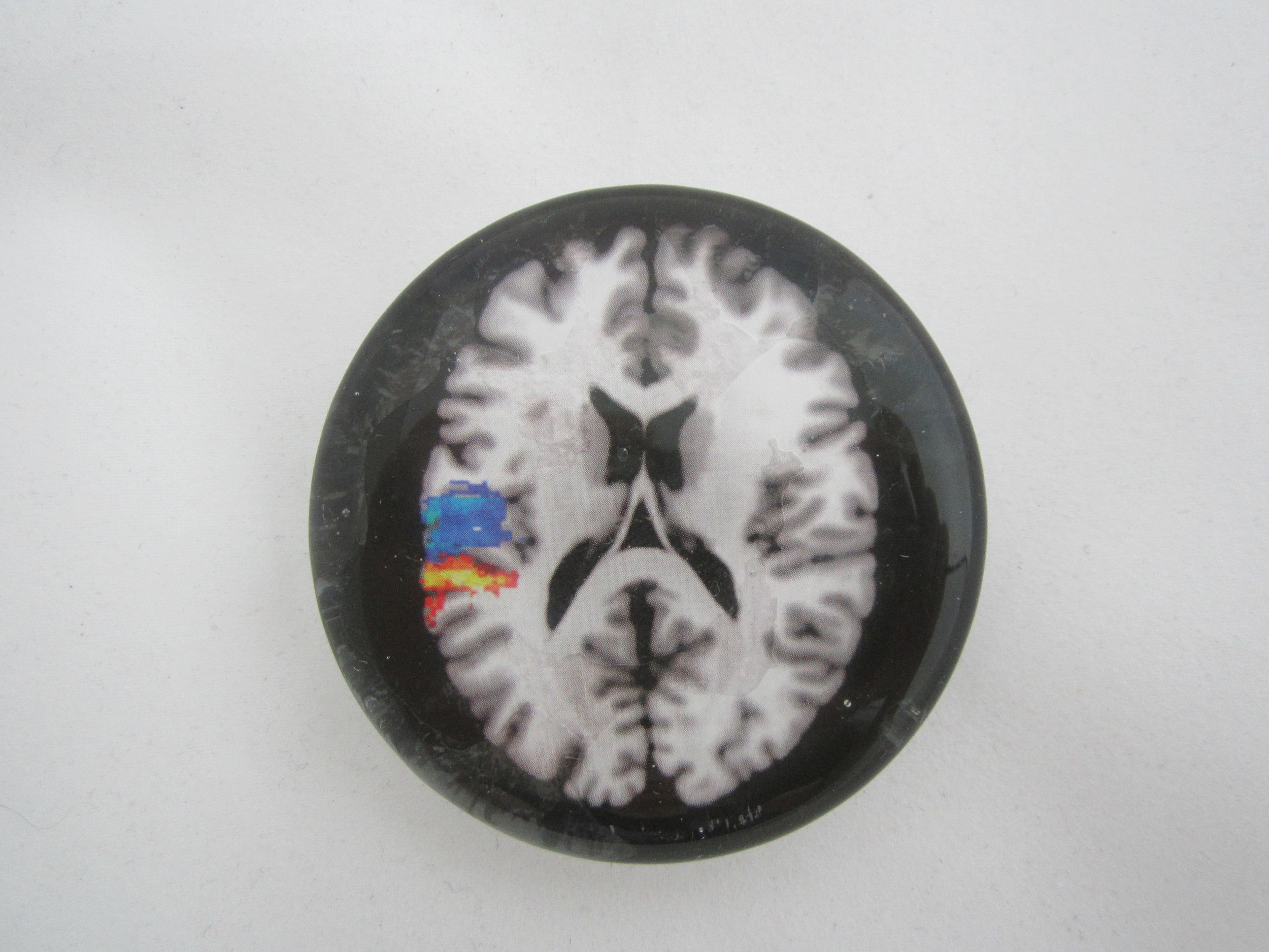 Brain Paperweight 1.JPG