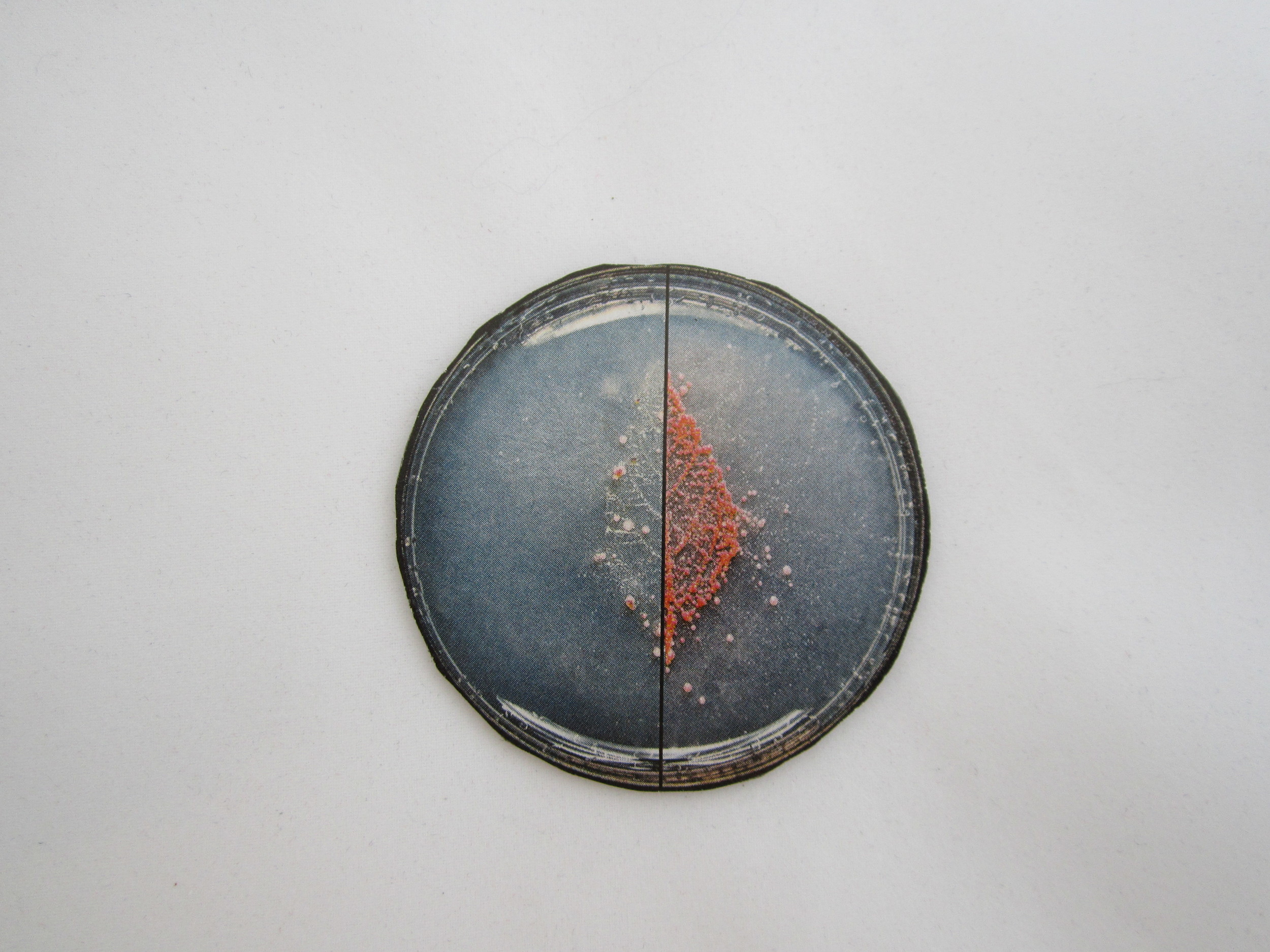 2nd Small Petri Dish Magnet 1.JPG