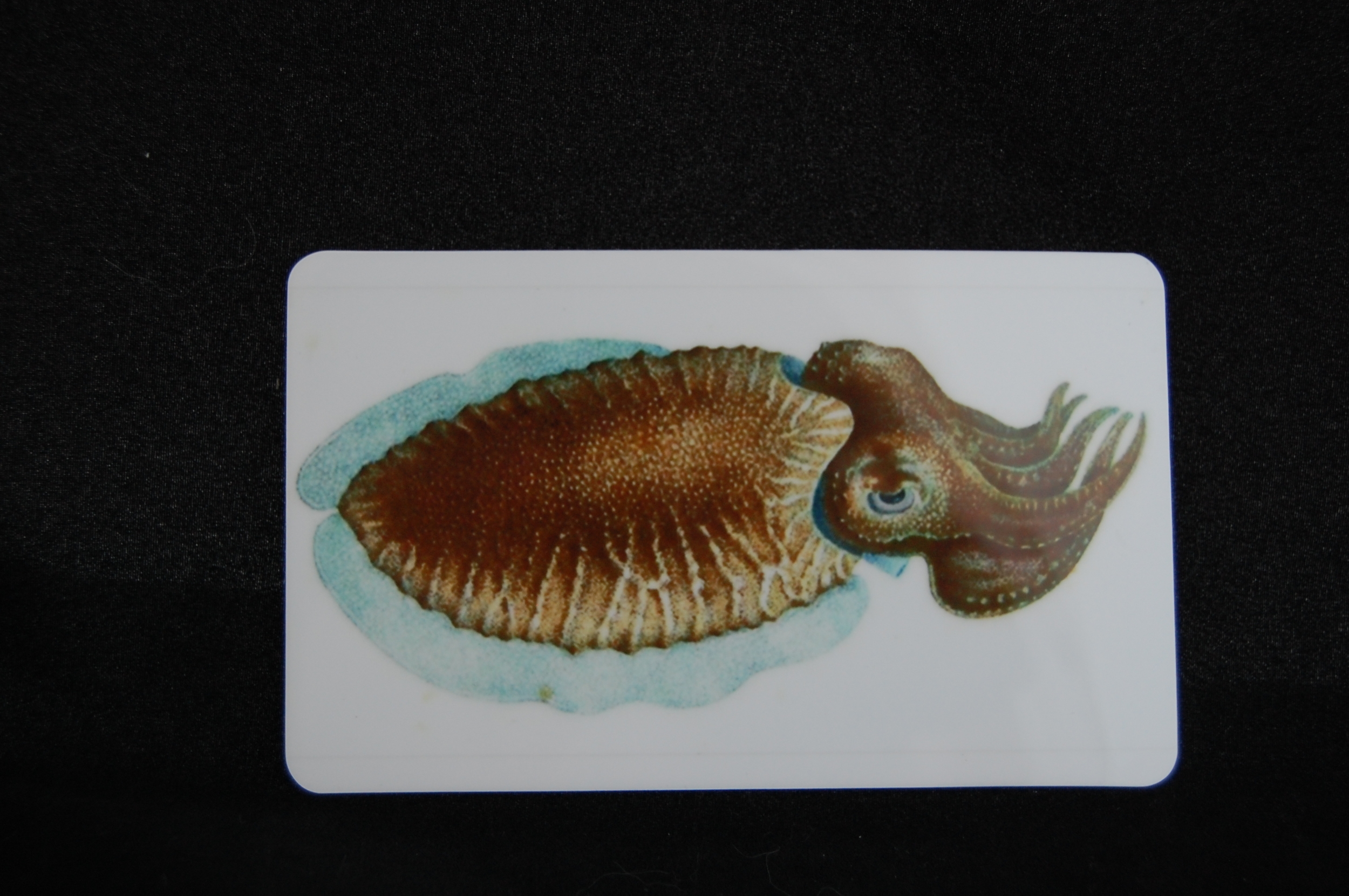 Cuttlefish Magnet 5.JPG